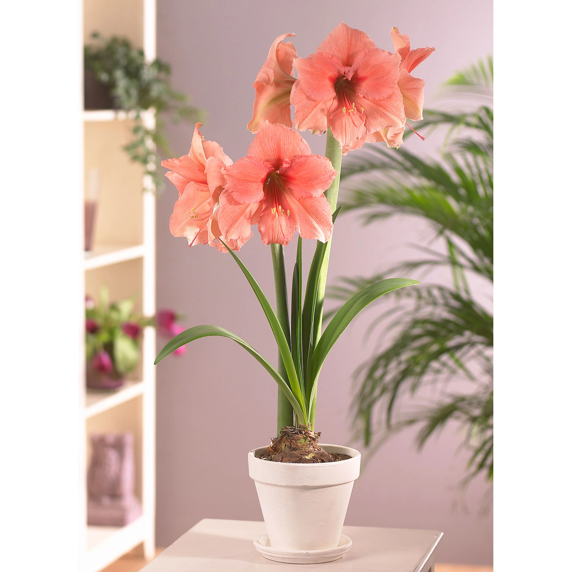 Amaryllis 'Rilona' saumon - Image 2