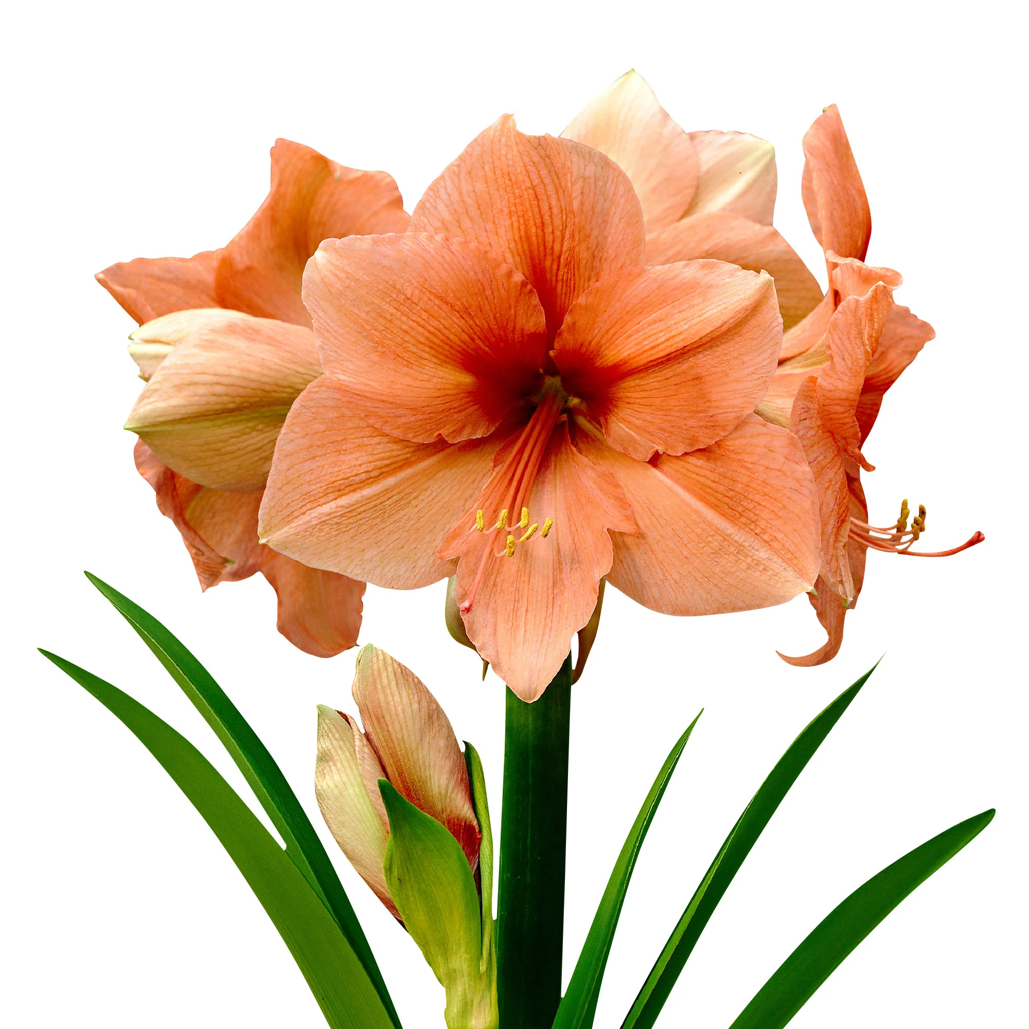 Amaryllis 'Rilona' saumon - Image 3