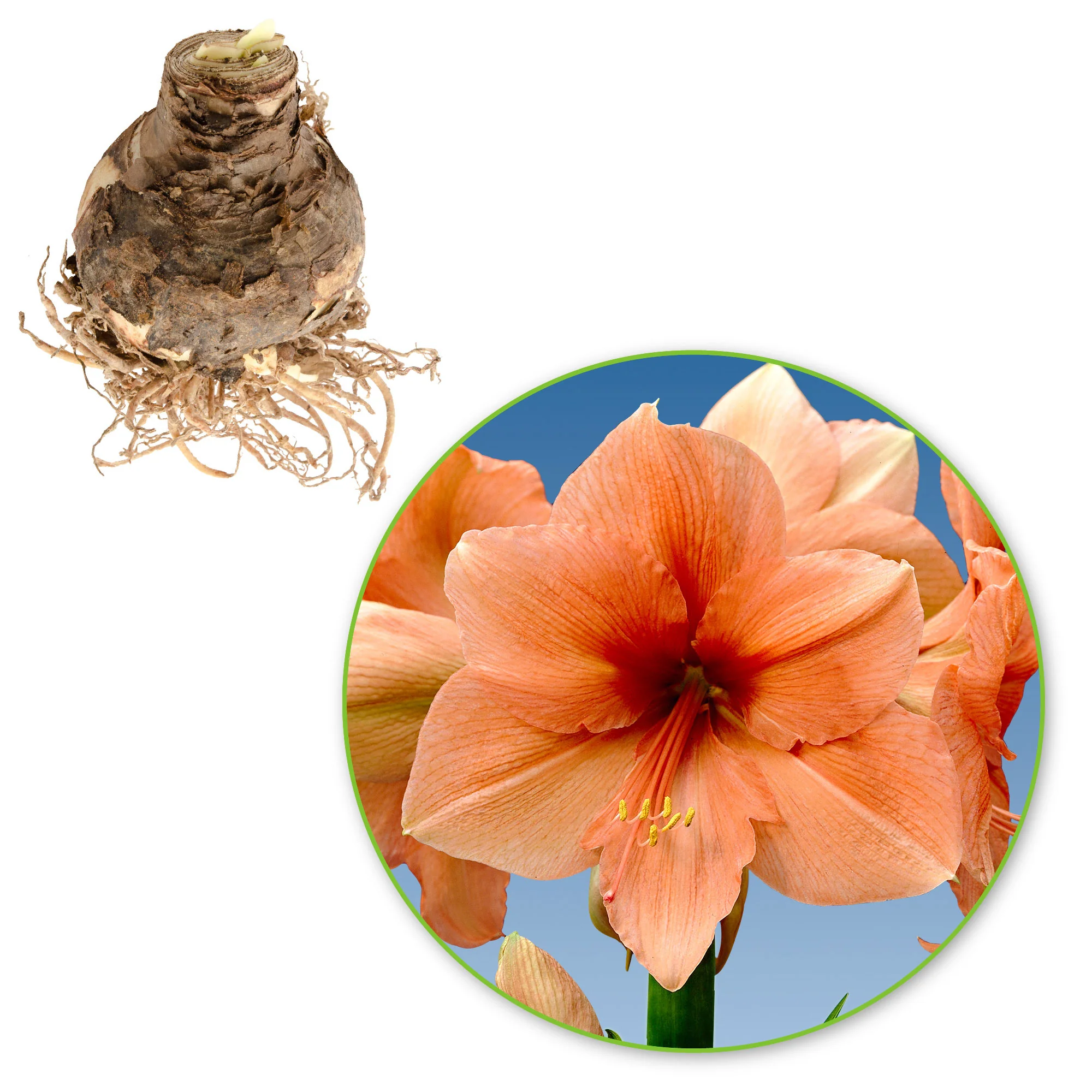 Amaryllis 'Rilona' saumon - Image 4