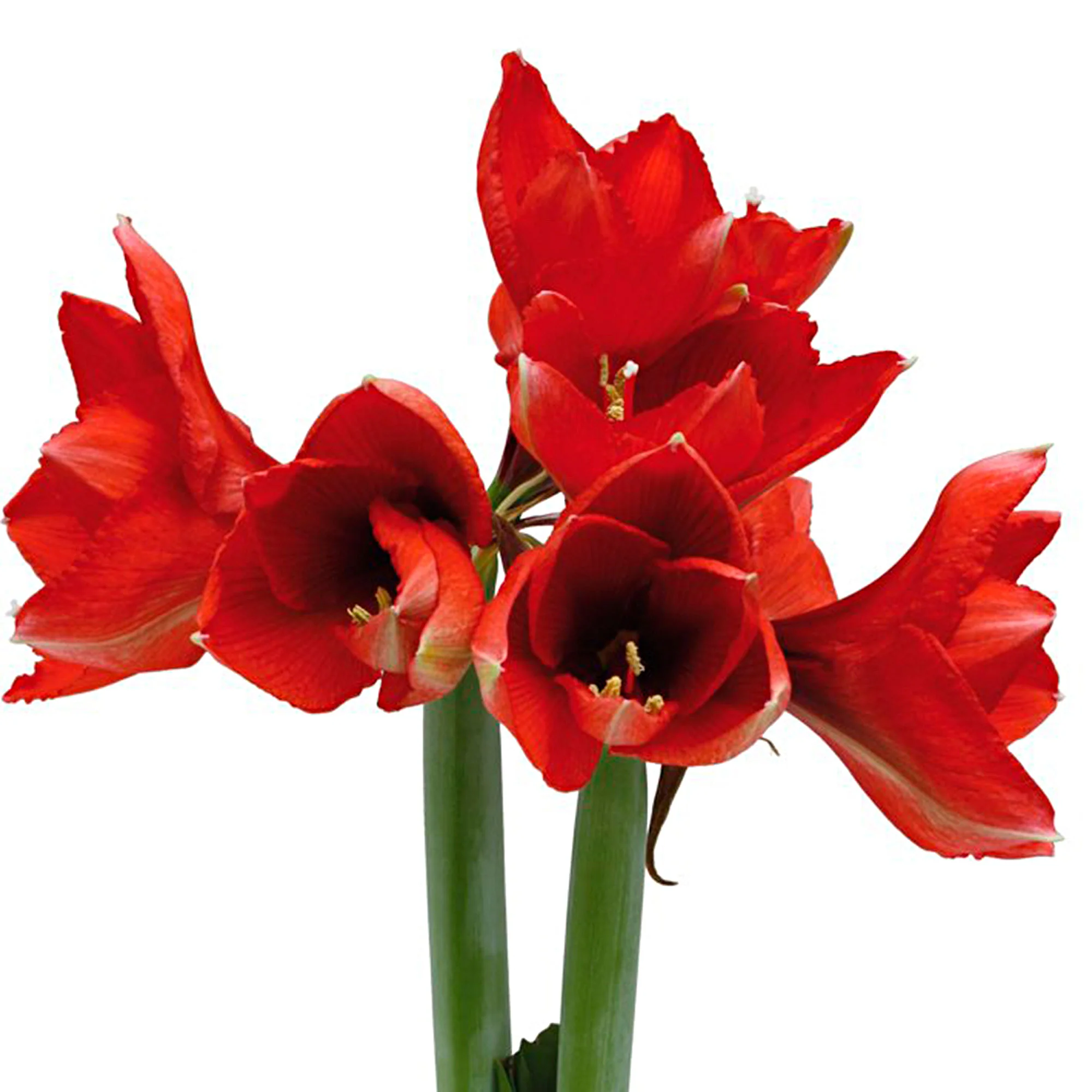 Amaryllis  'Santa'