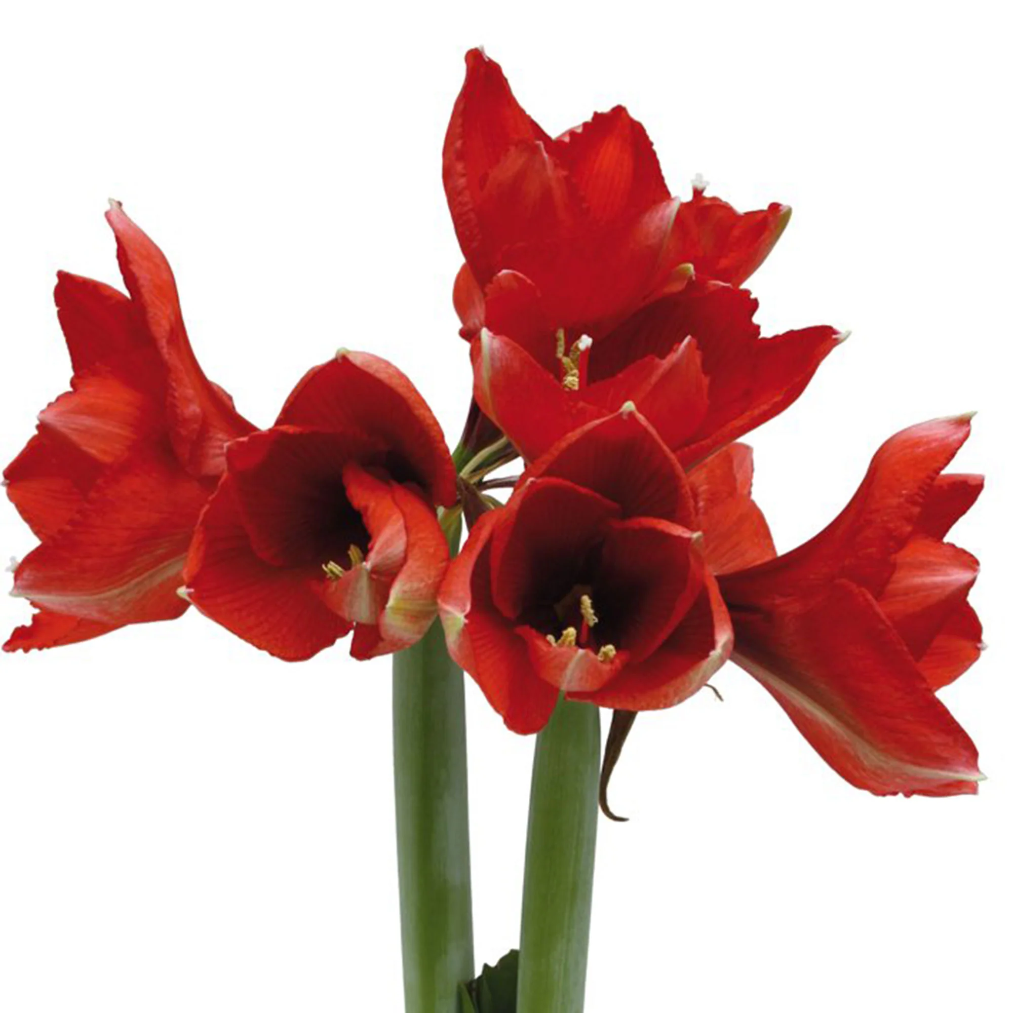 Amaryllis 'Wonderful X-mas' Rouge - Image 2