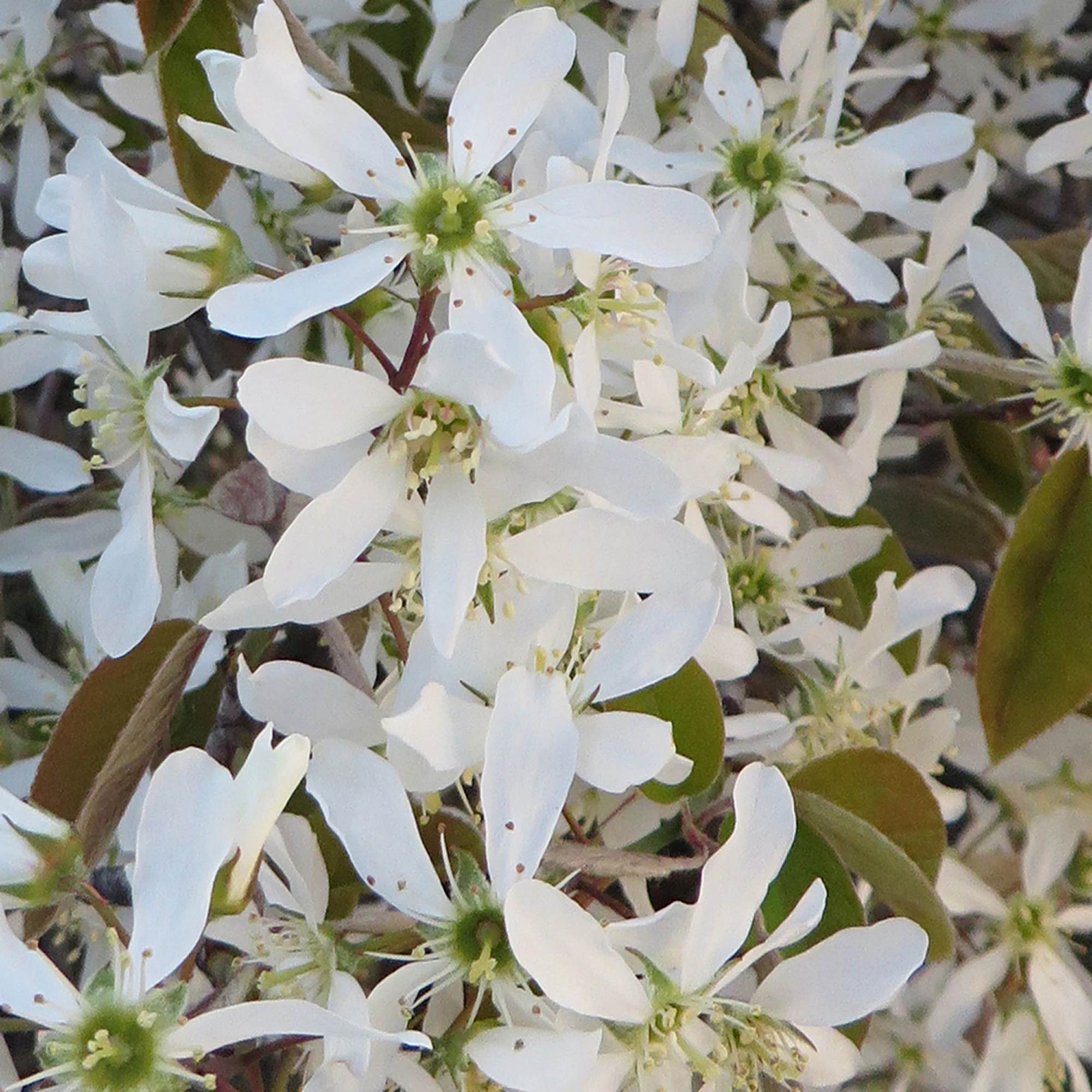 Amélanchier blanc - Image 3