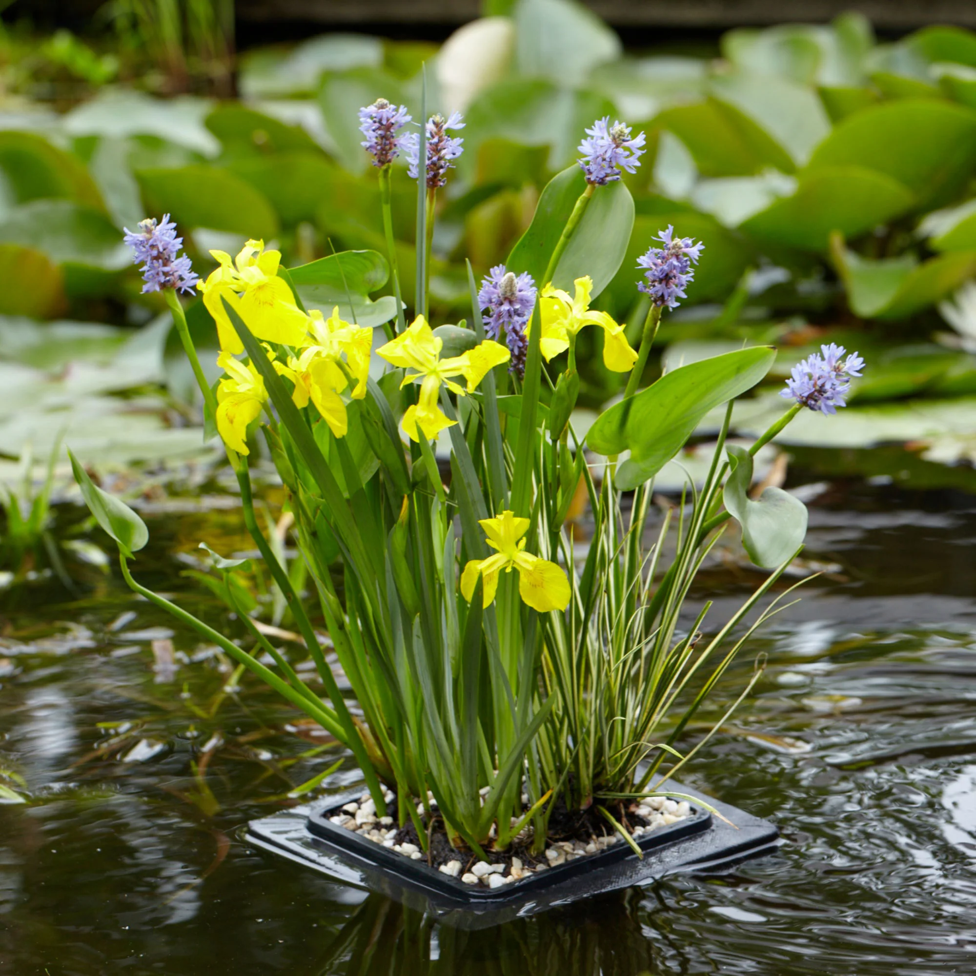 Anneau de flottaison