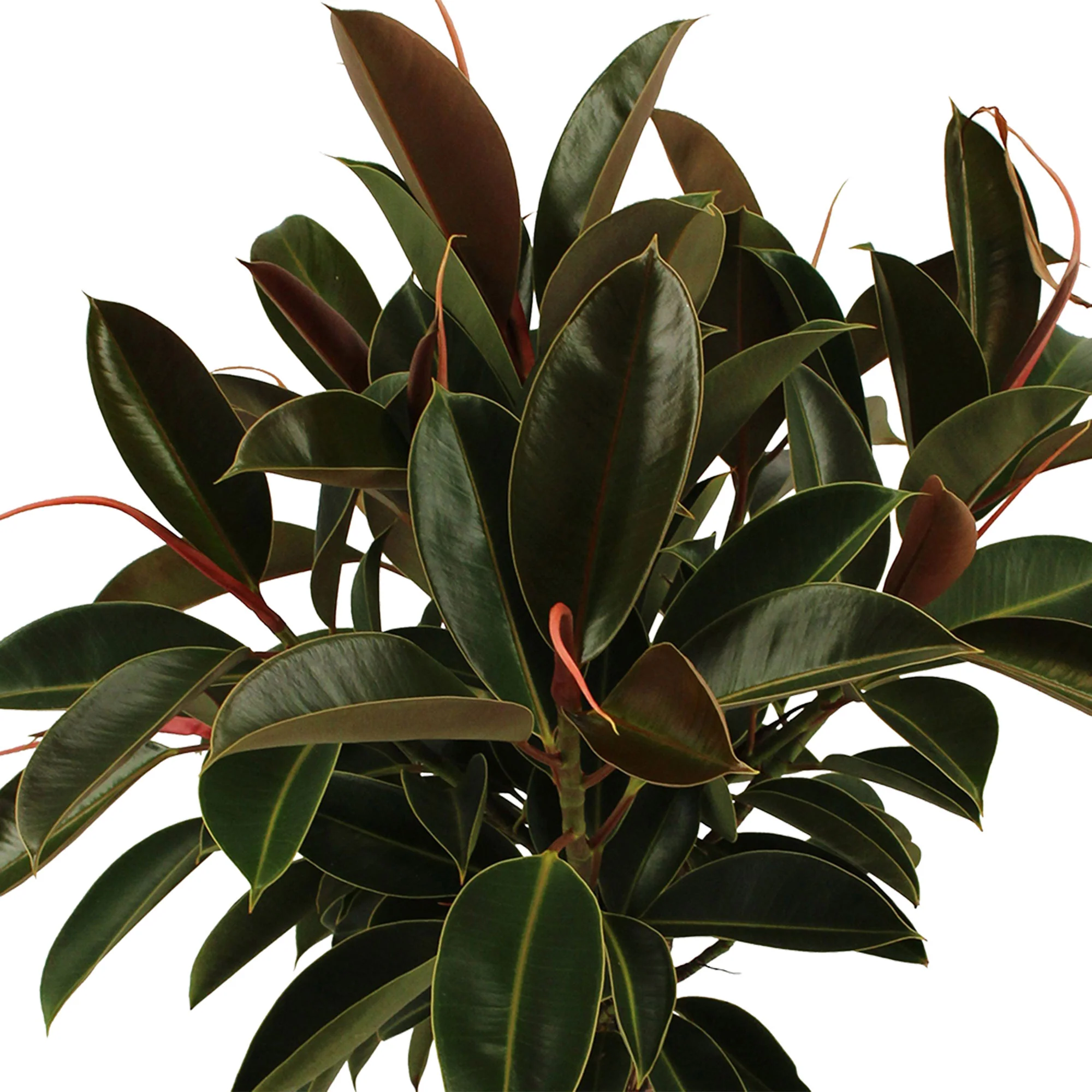 Arbre à caoutchouc Ficus elastica 'Melany'  sur tige - Image 2