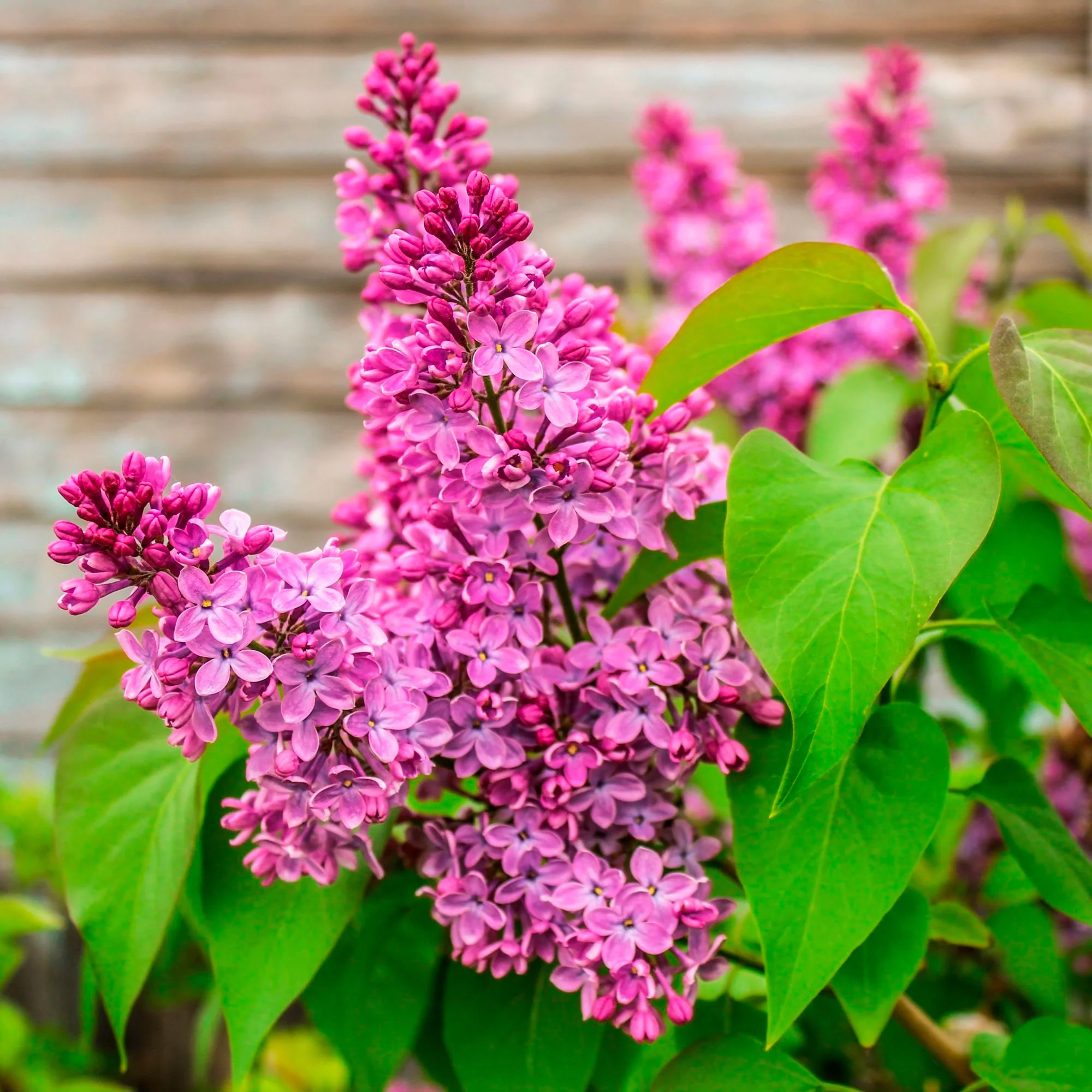 Arbre à papillons Buddleja 'Lavender Flow' sur tige violet - Image 3