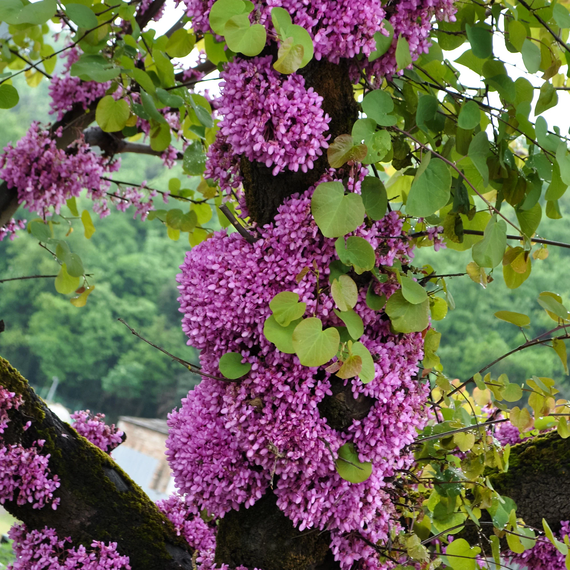 Arbre de Judée
