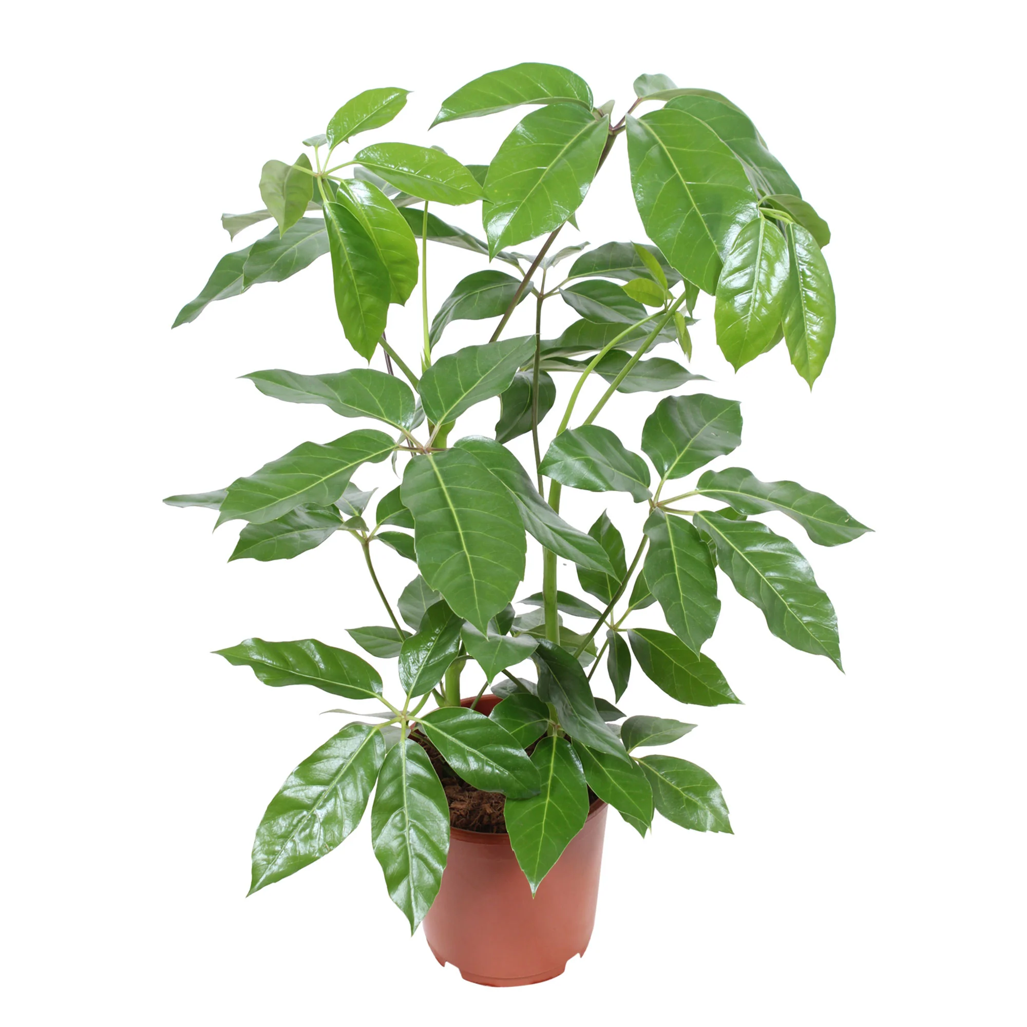 Arbre pieuvre Schefflera 'Amate' - Image 3