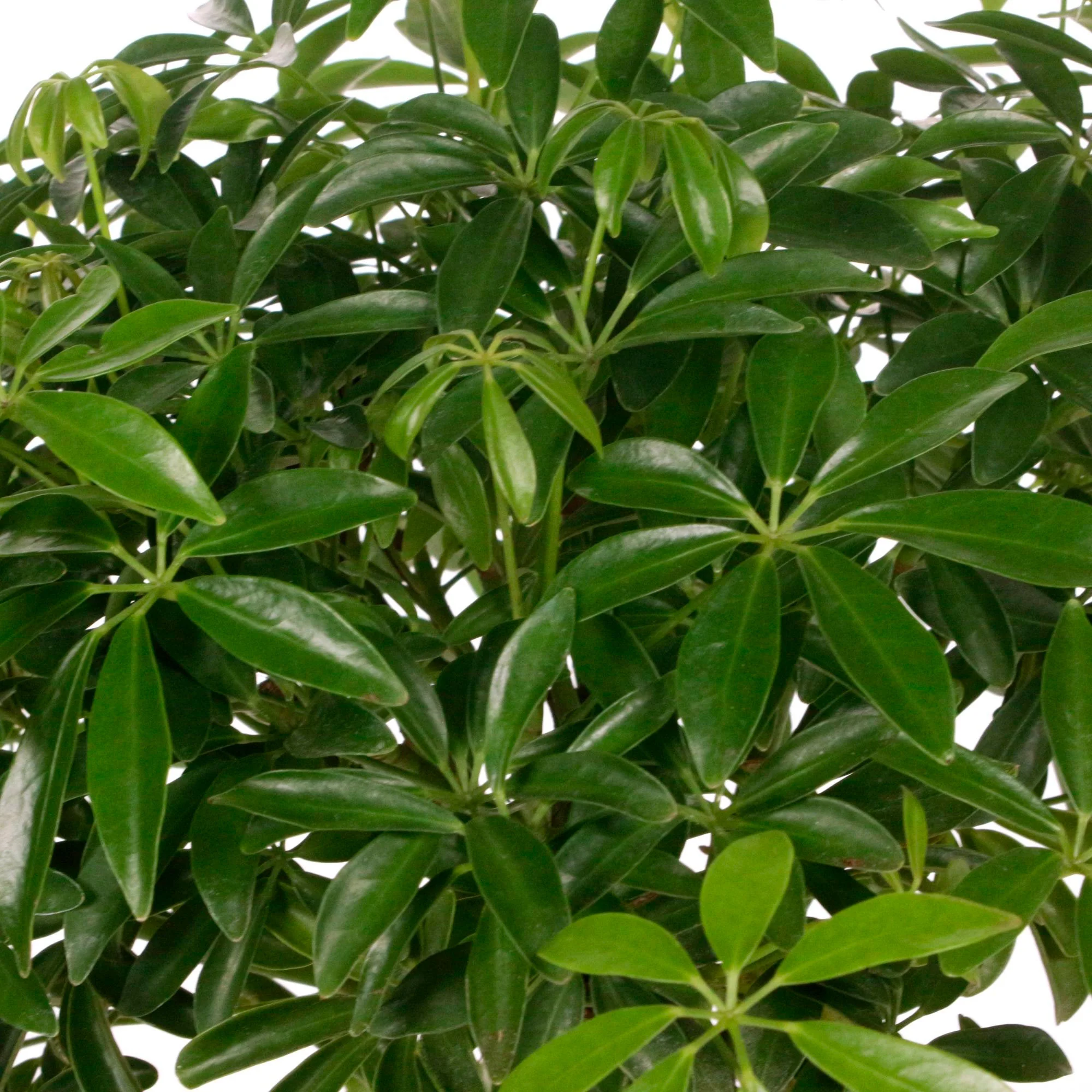Arbre pieuvre Schefflera luseana - Image 3