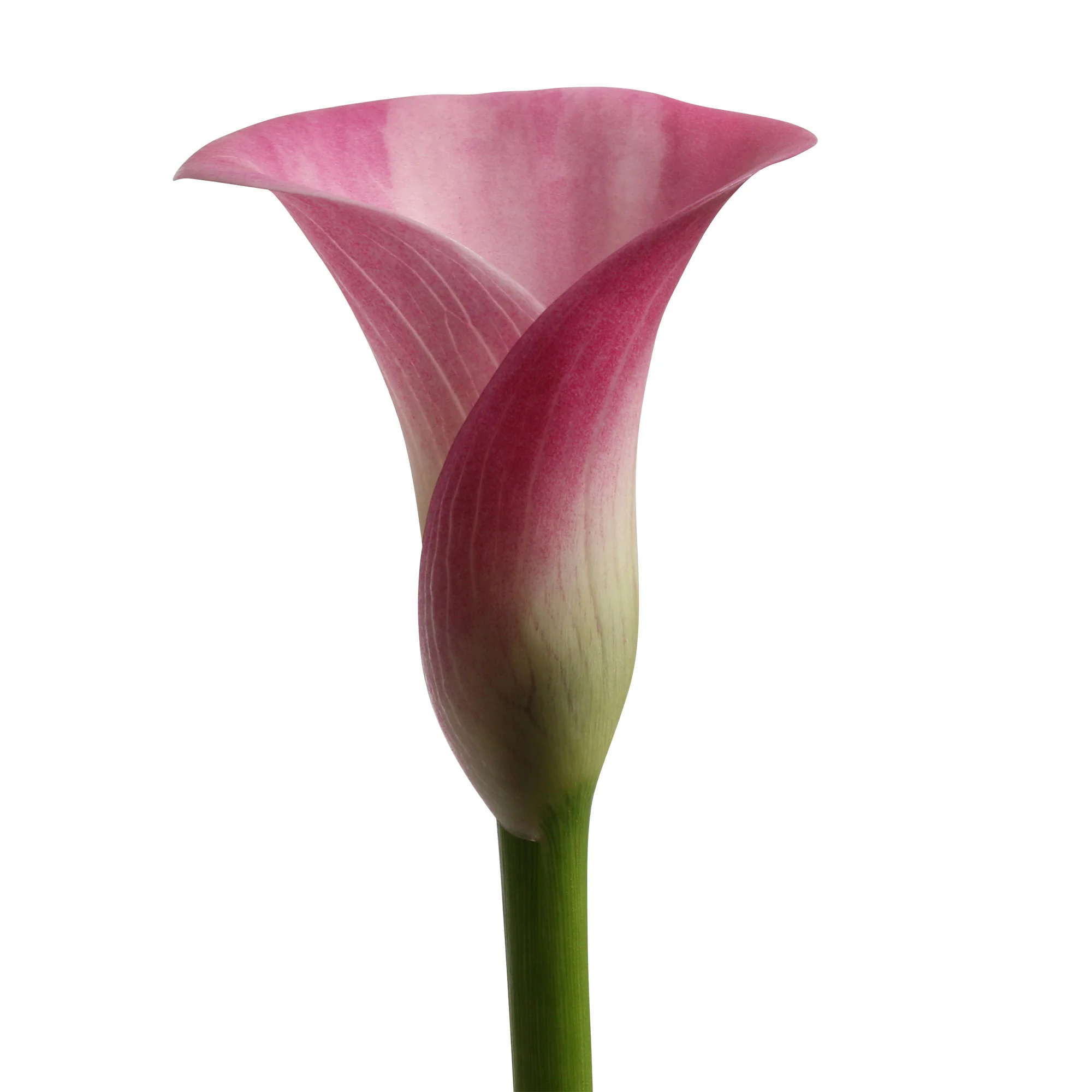 Arum 'Garnet Glow' Rose - Image 3