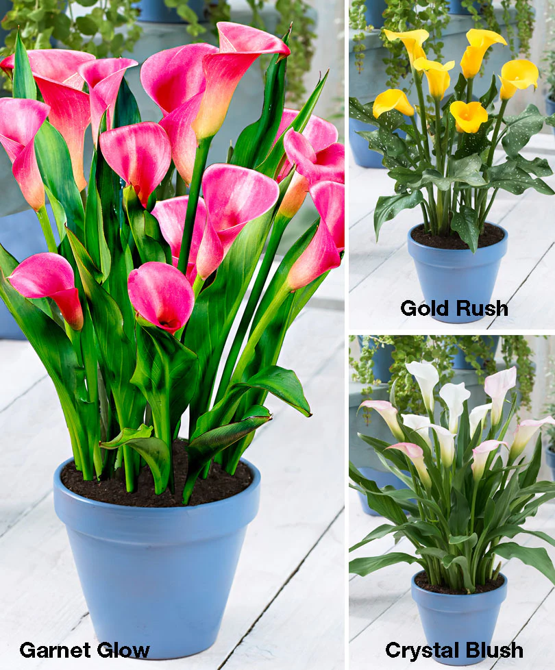 Arum 'Picasso' + 'Gold Rush' + 'Mercedes' - Image 2
