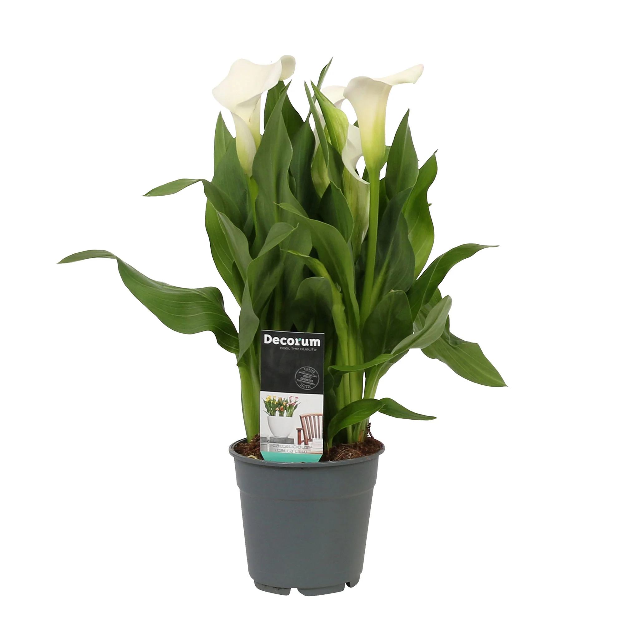 Arum Zantedeschia 'Chrystal Blush' blanc - Image 4