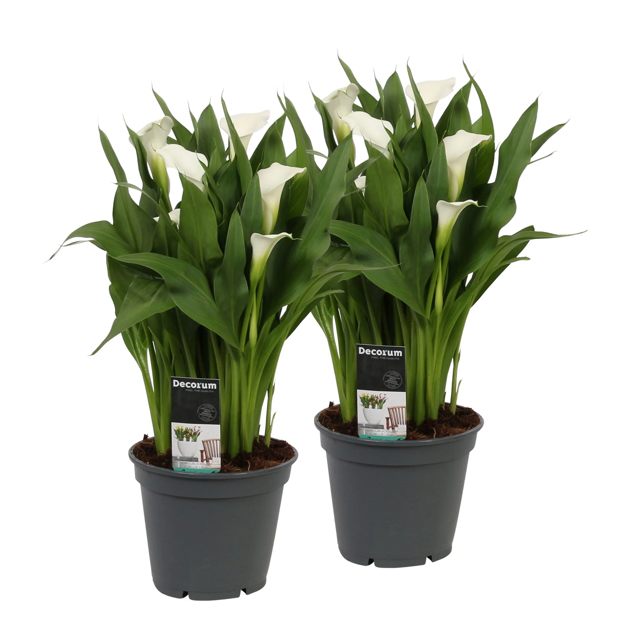 Arum Zantedeschia 'Chrystal Blush' blanc - Image 5