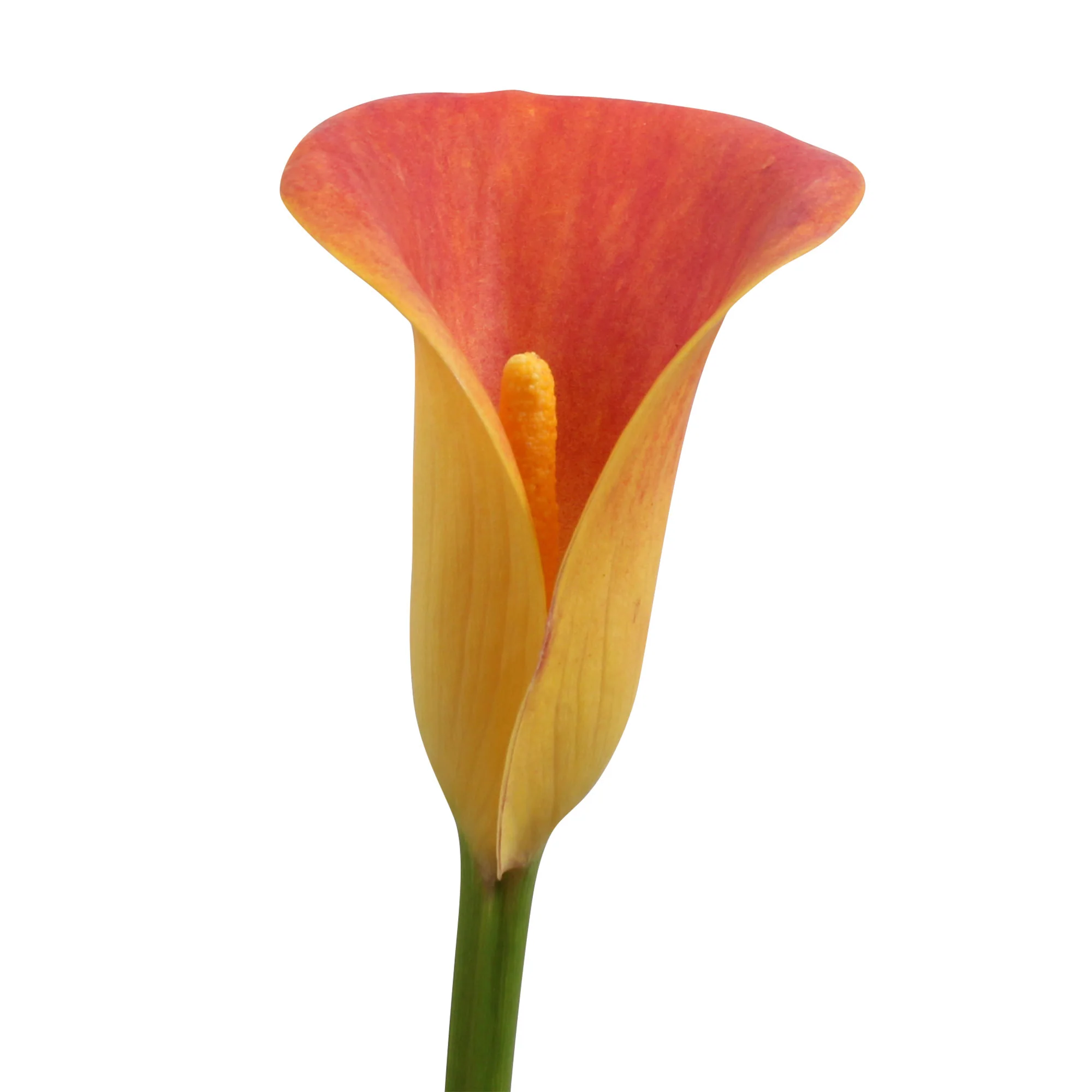 Arum Zantedeschia 'Moring Sun' orangé - Image 3
