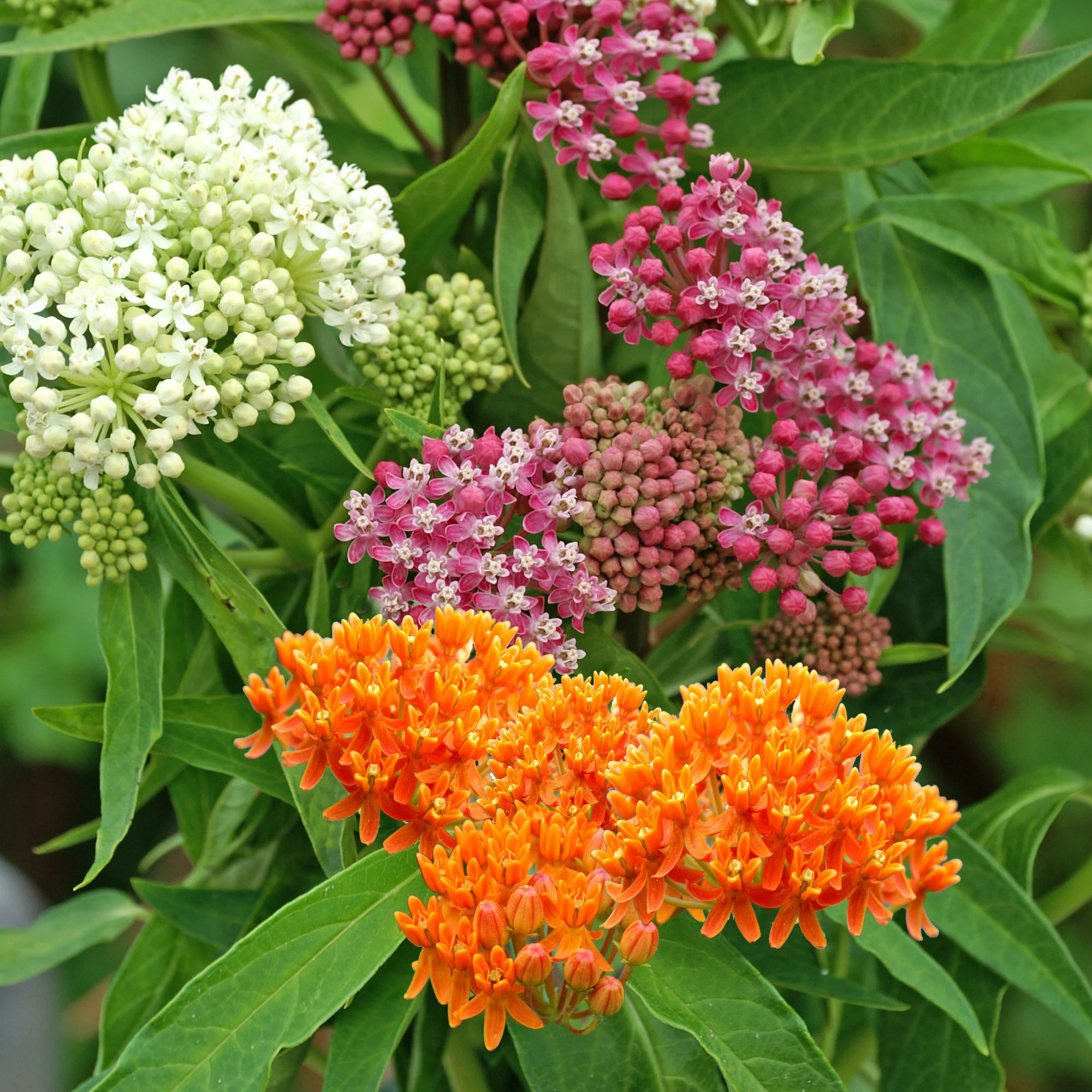 Asclépiade Asclepias - Mélange - Plants à racines nues - Image 5