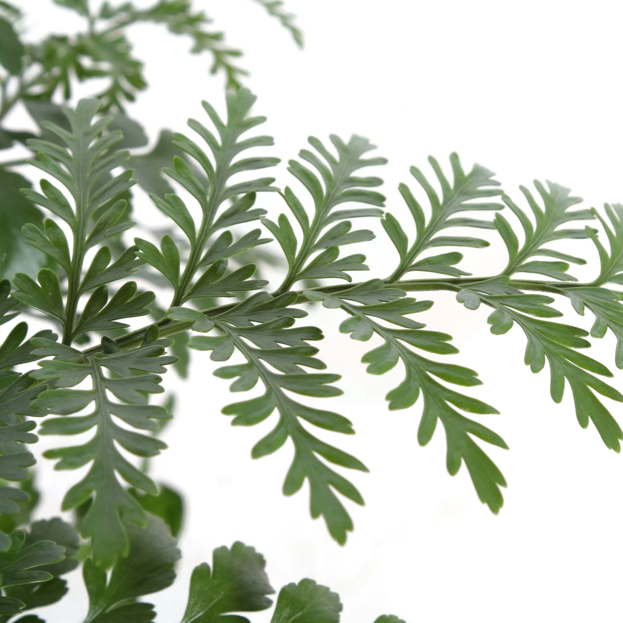 Asplenium  'Parvati' - Image 3