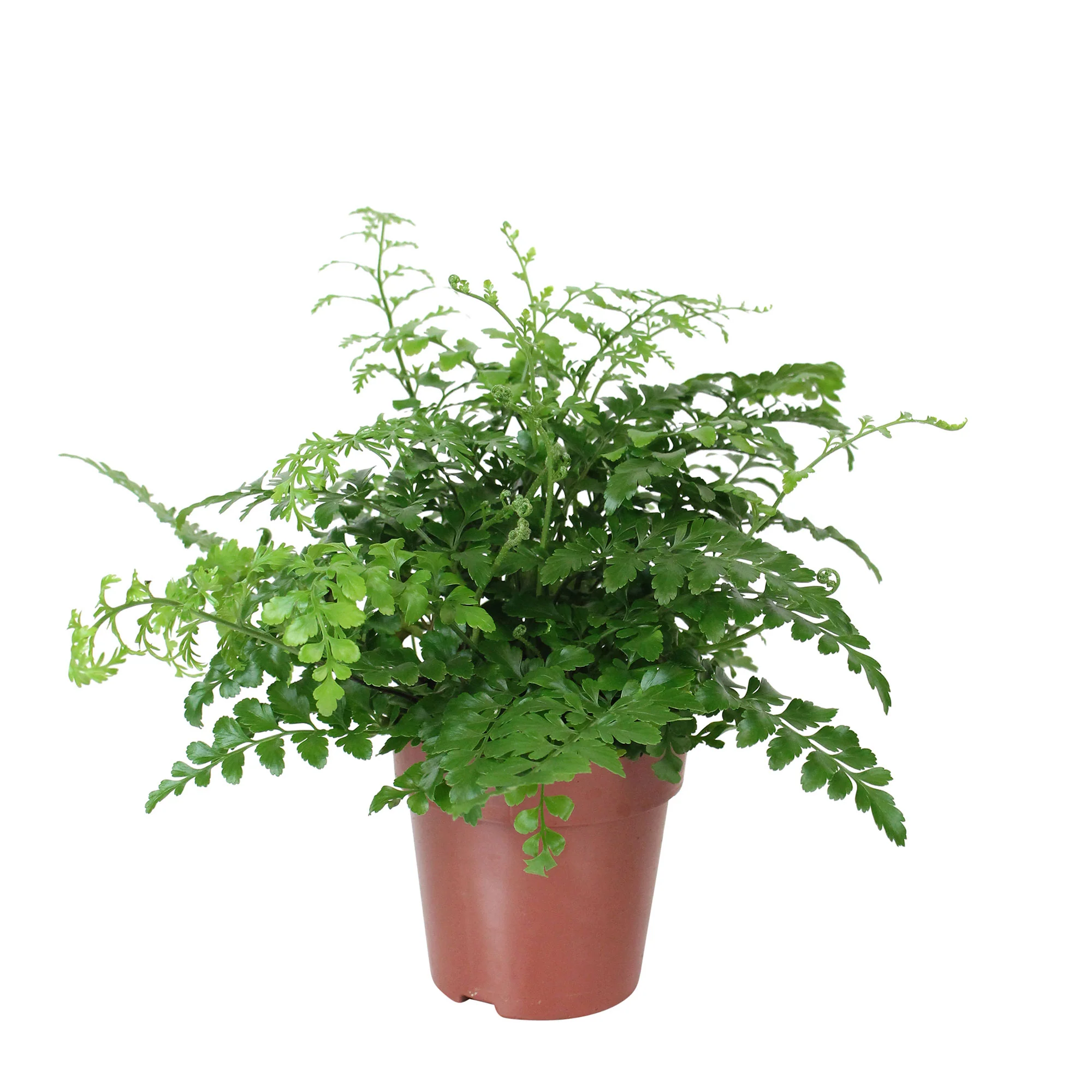 Asplenium  'Parvati' - Image 4