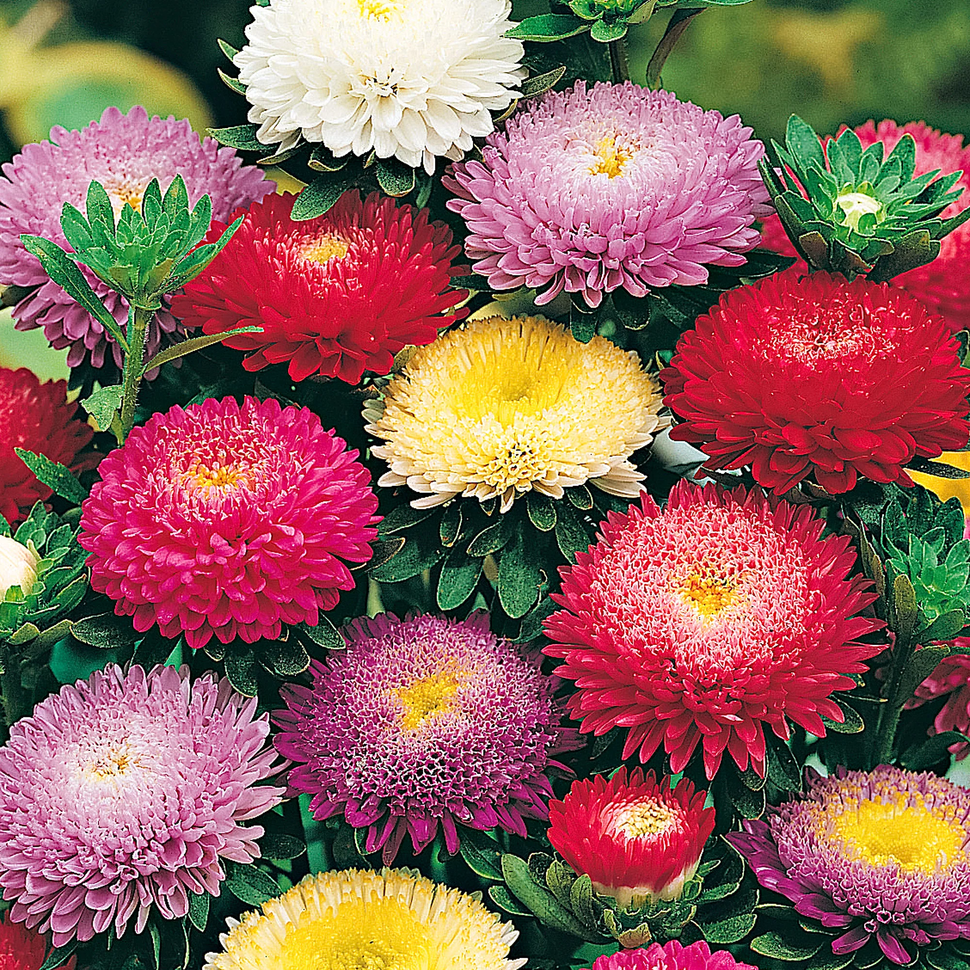 Aster Mélange de couleurs