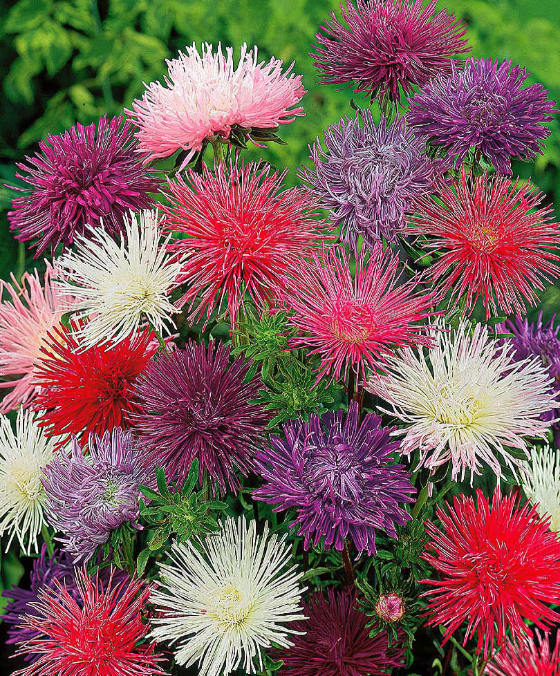 Aster Mélange de couleurs