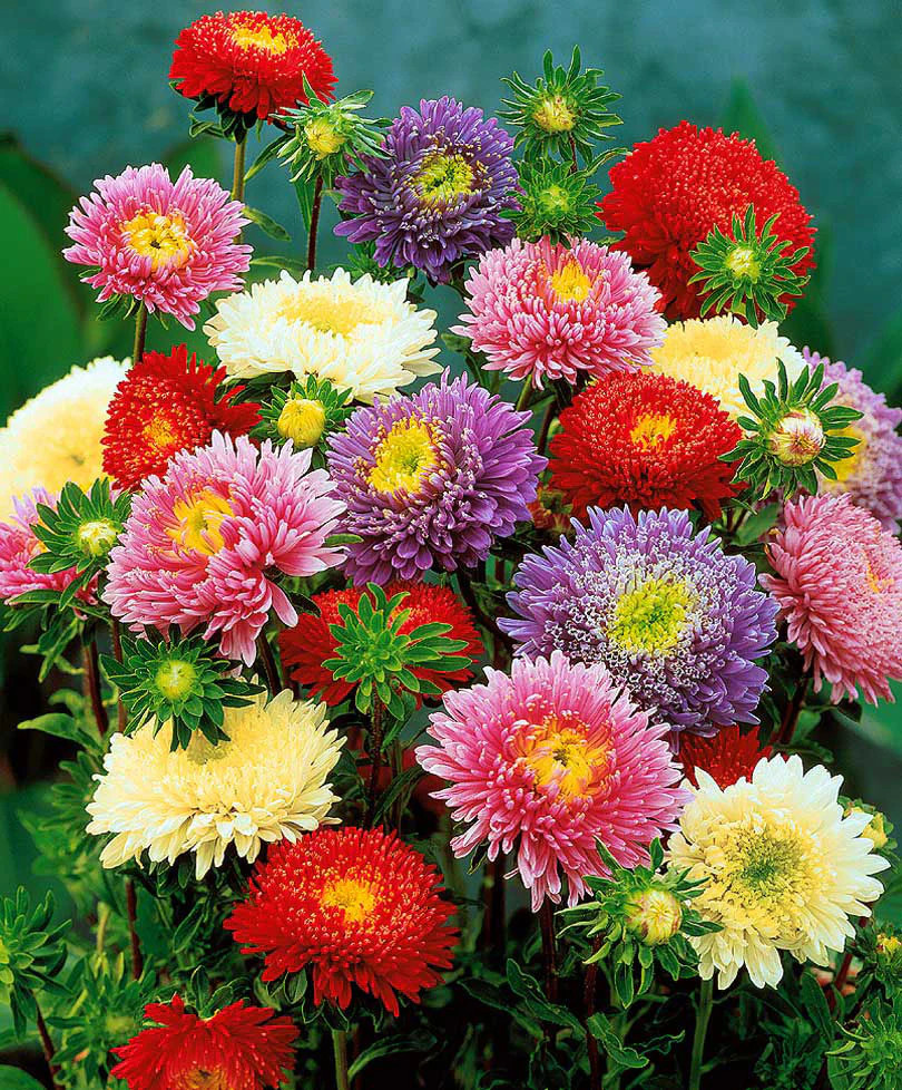 Aster Mélange de couleurs - Image 2