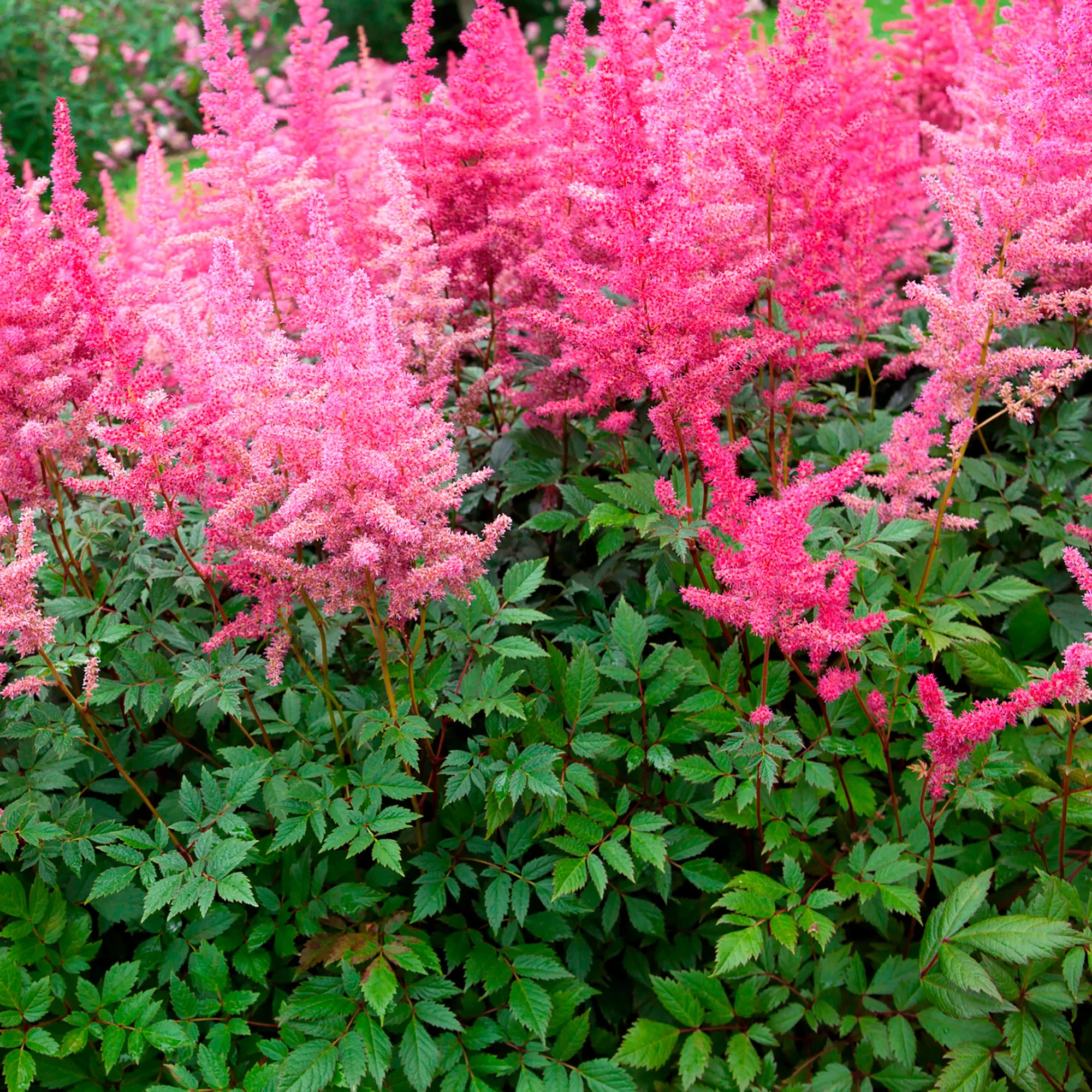 Astilbe du Japon Astilbe 'Astari Rose Shades' Rose - Image 2