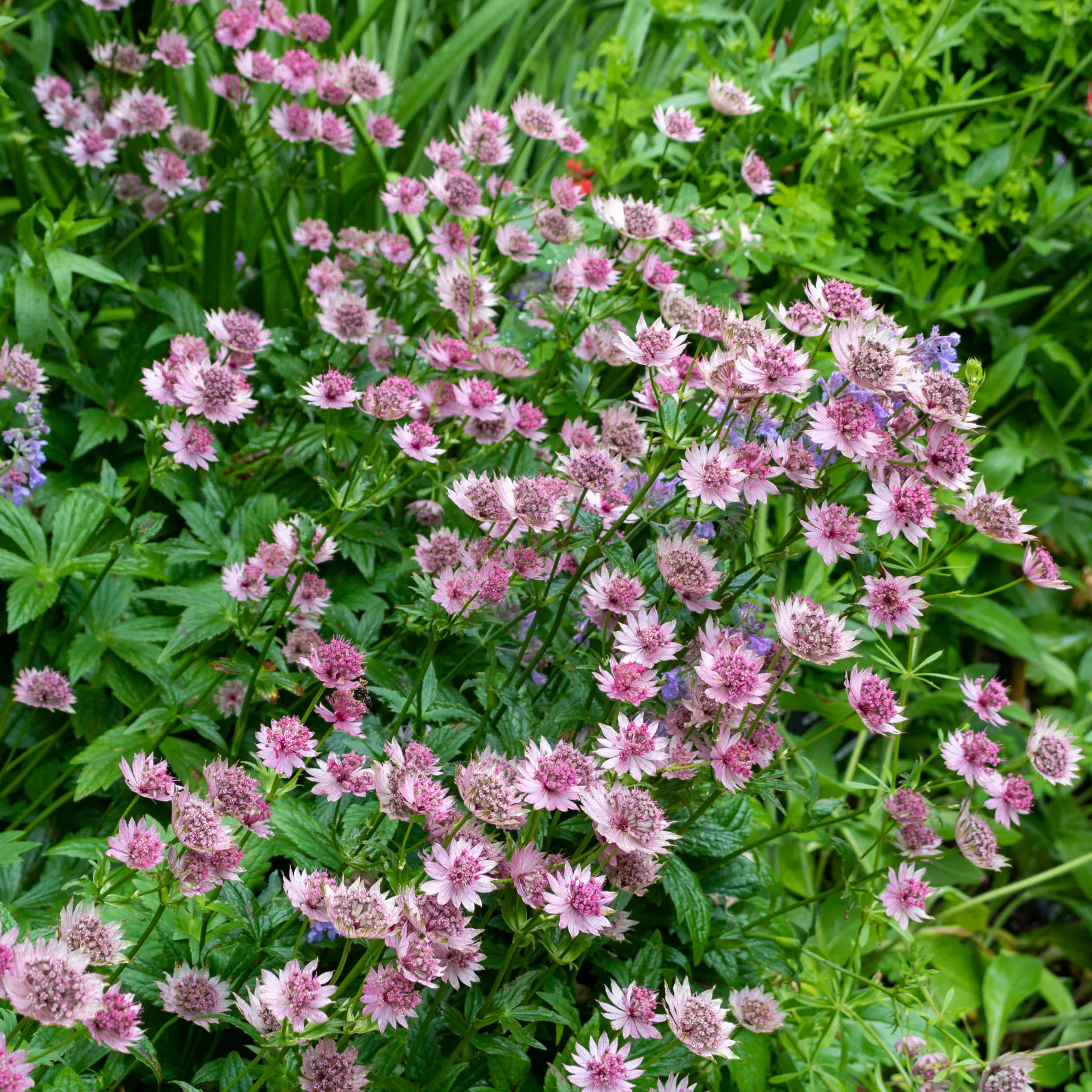 Astrantia 'Roma' Rose