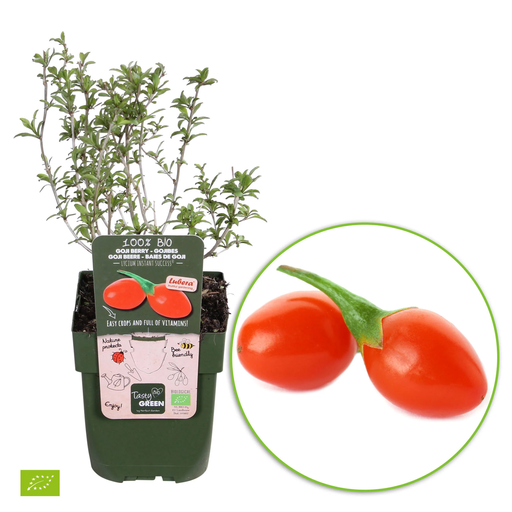 Baie de Goji Lycium 'Instant Success' Rouge - Bio - Image 4
