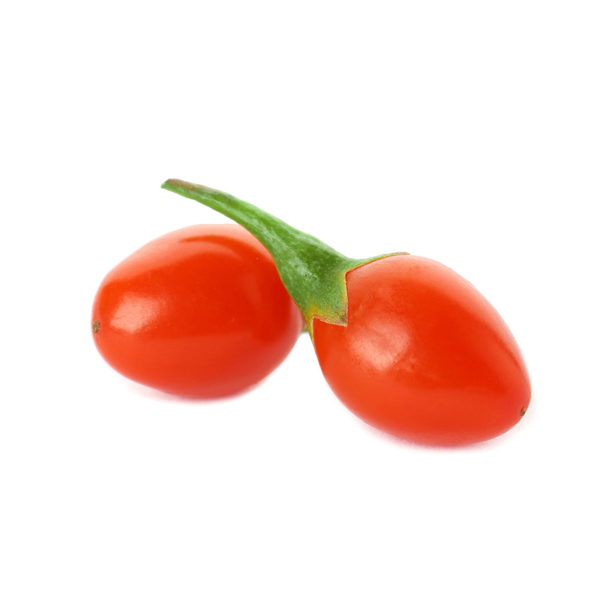Baie de Goji Lycium 'Instant Success' Rouge - Bio - Image 5
