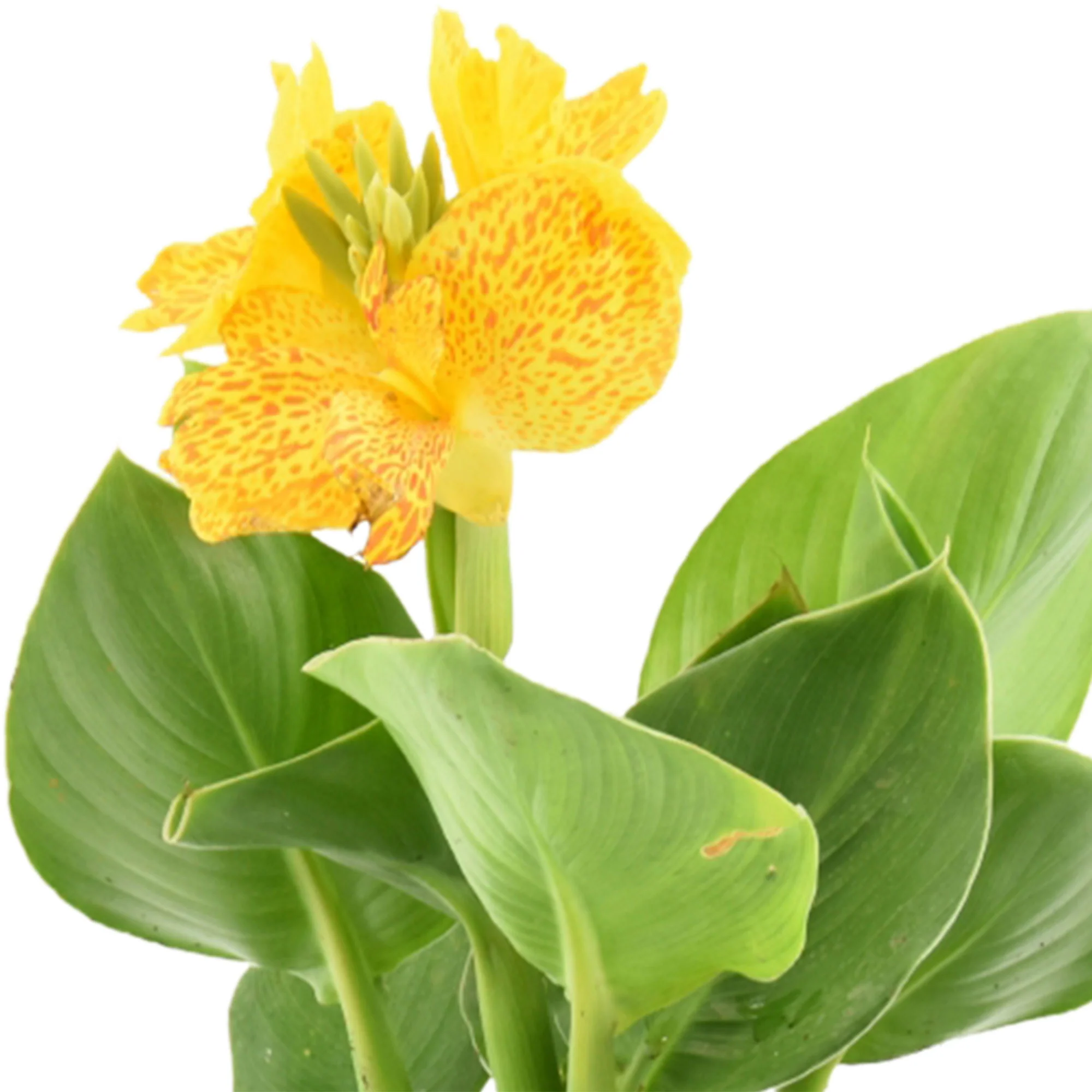 Balisier Canna jaune - Plante des marais, Plante de berge - Image 3