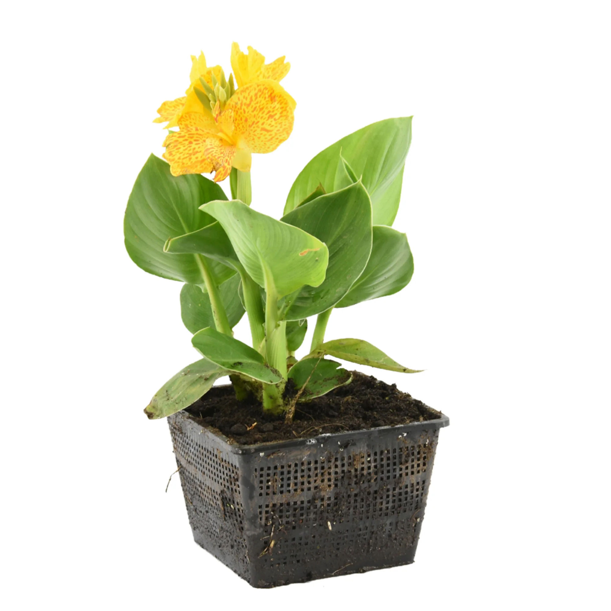 Balisier Canna jaune - Plante des marais, Plante de berge - Image 4
