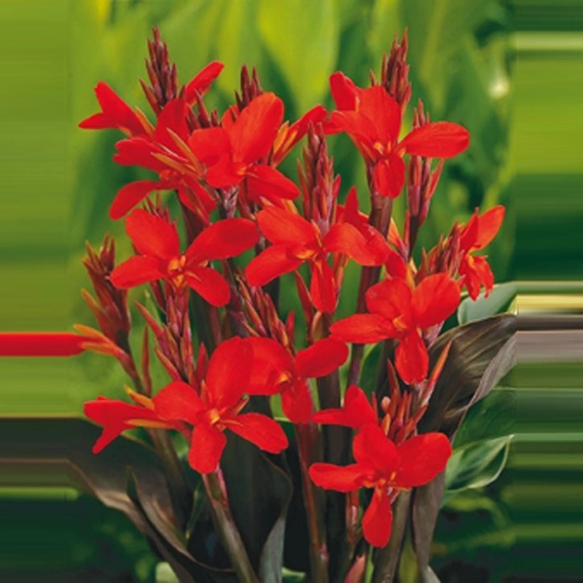 Miniature 2