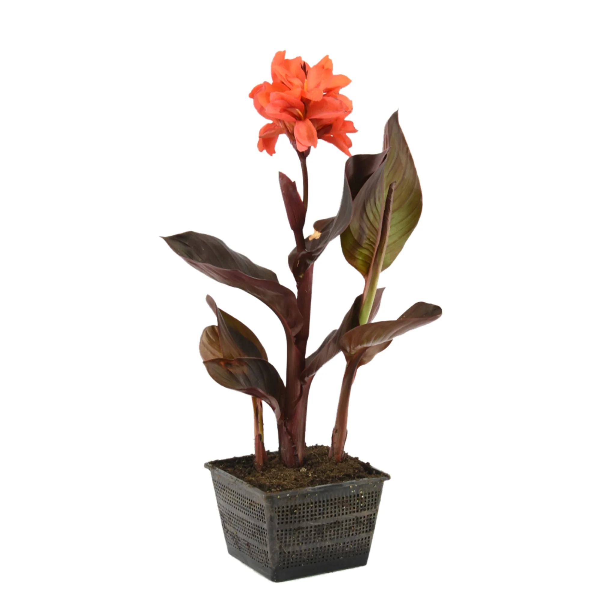 Balisier Canna rouge - Plante des marais, Plante de berge - Image 4