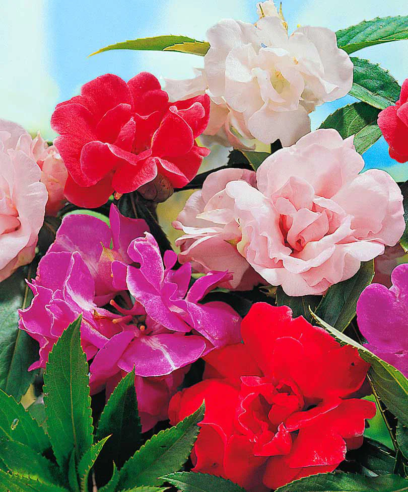 Balsamine des jardins  ‘Camellia Flowered’ Mélange de couleurs - Image 2