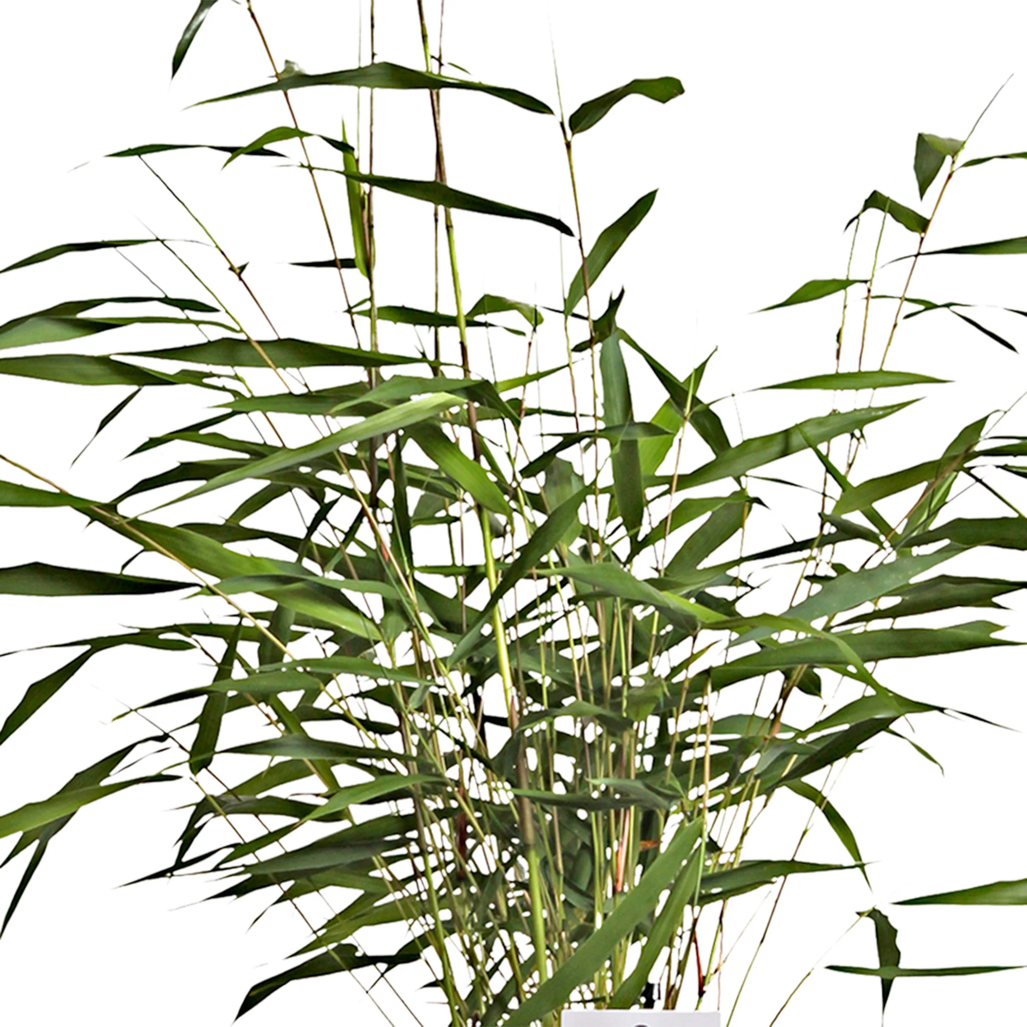 Bambou 'Asian Wonder' vert-rouge - Image 3