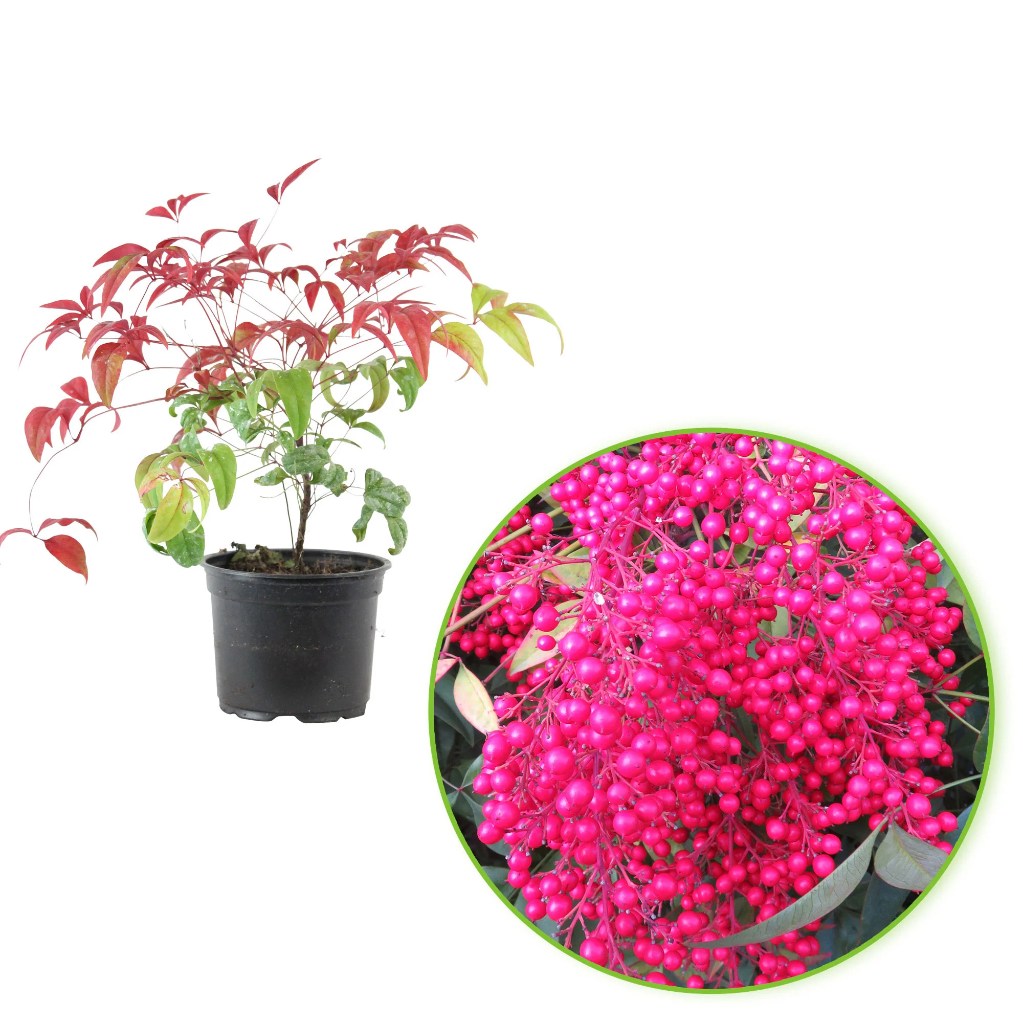 Bambou céleste 'Firepower' rouge Rustique - Image 4