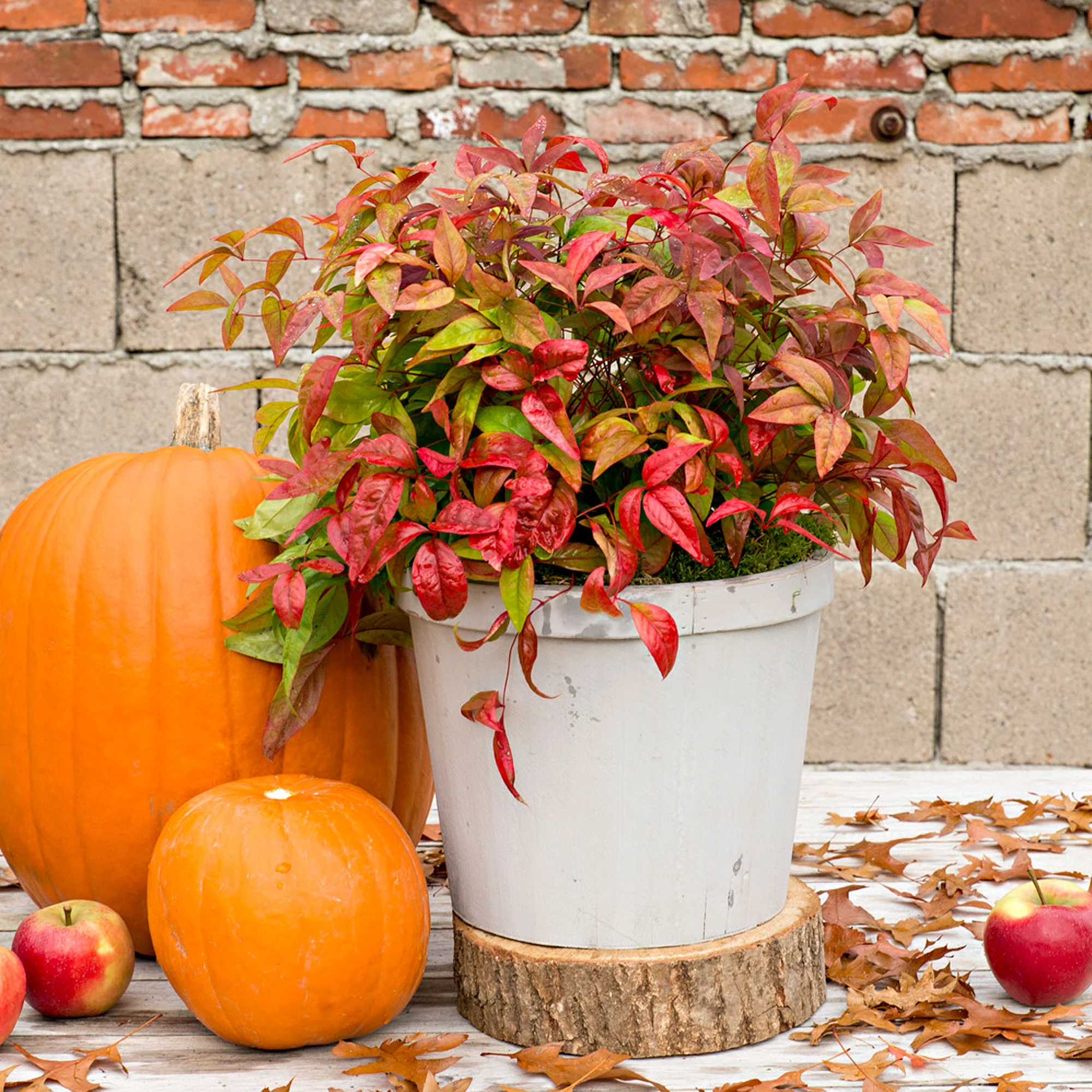 Bambou céleste Nandina 'Blush Pink' vert-rouge-rose
