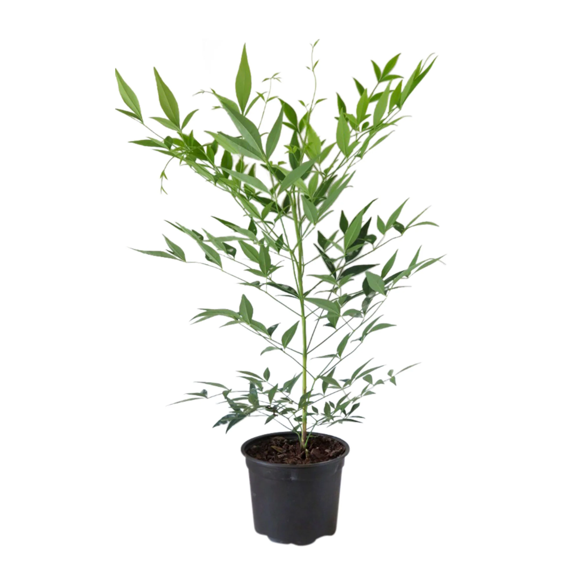 Bambou céleste Nandina 'Brightlight' Rustique - Image 4