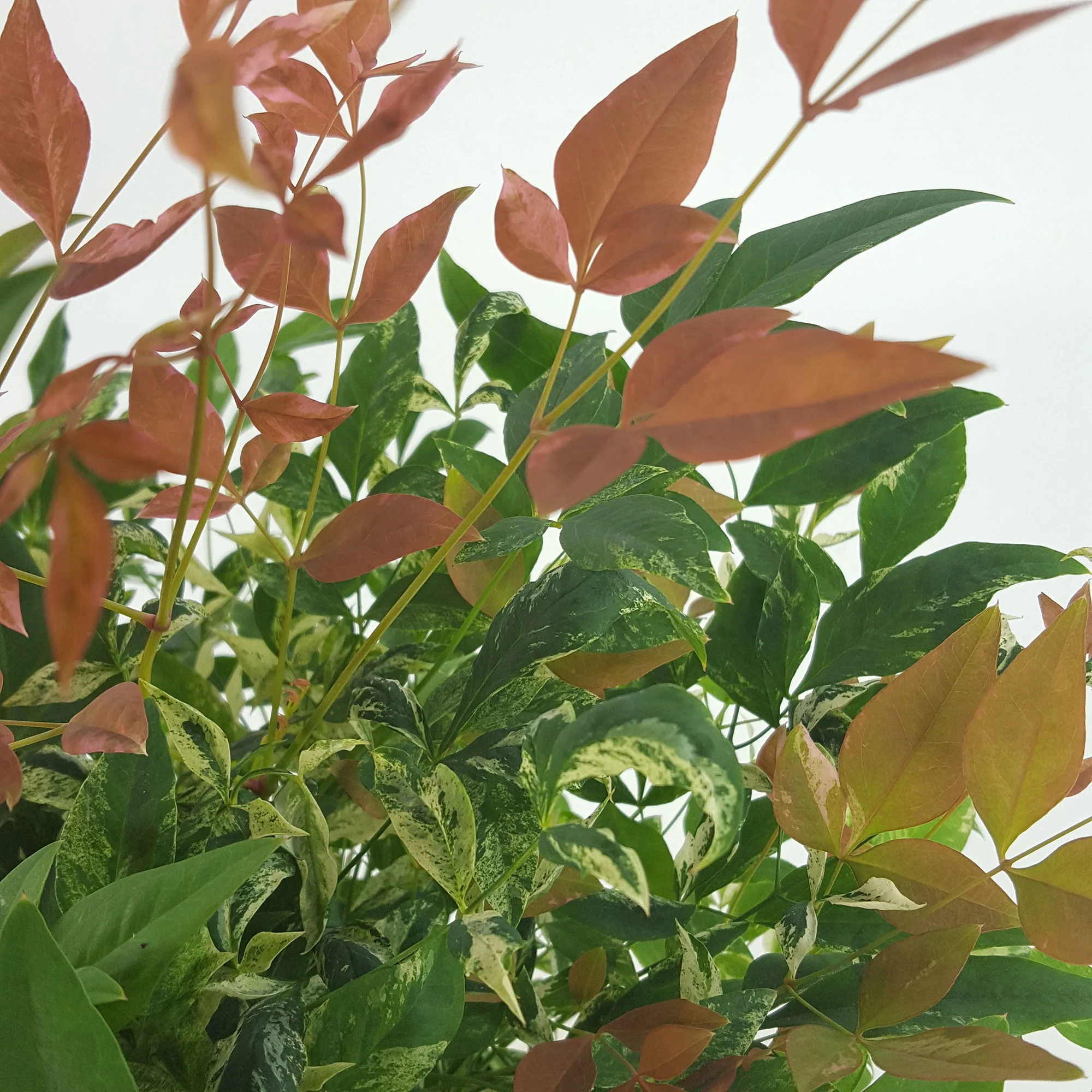 Bambou céleste Nandina 'Twilight' rose-blanc-vert - Image 3