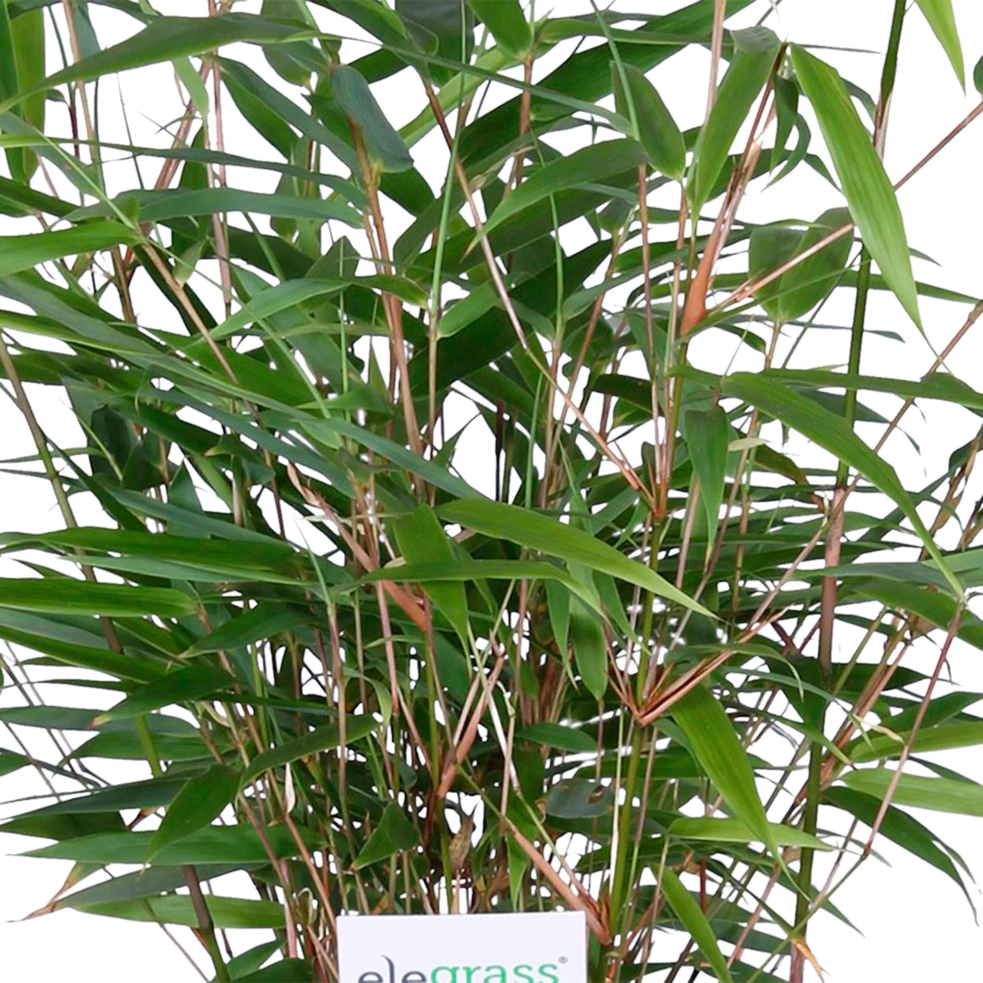 Bambou Fargesia rufa avec pot décoratif - Image 2