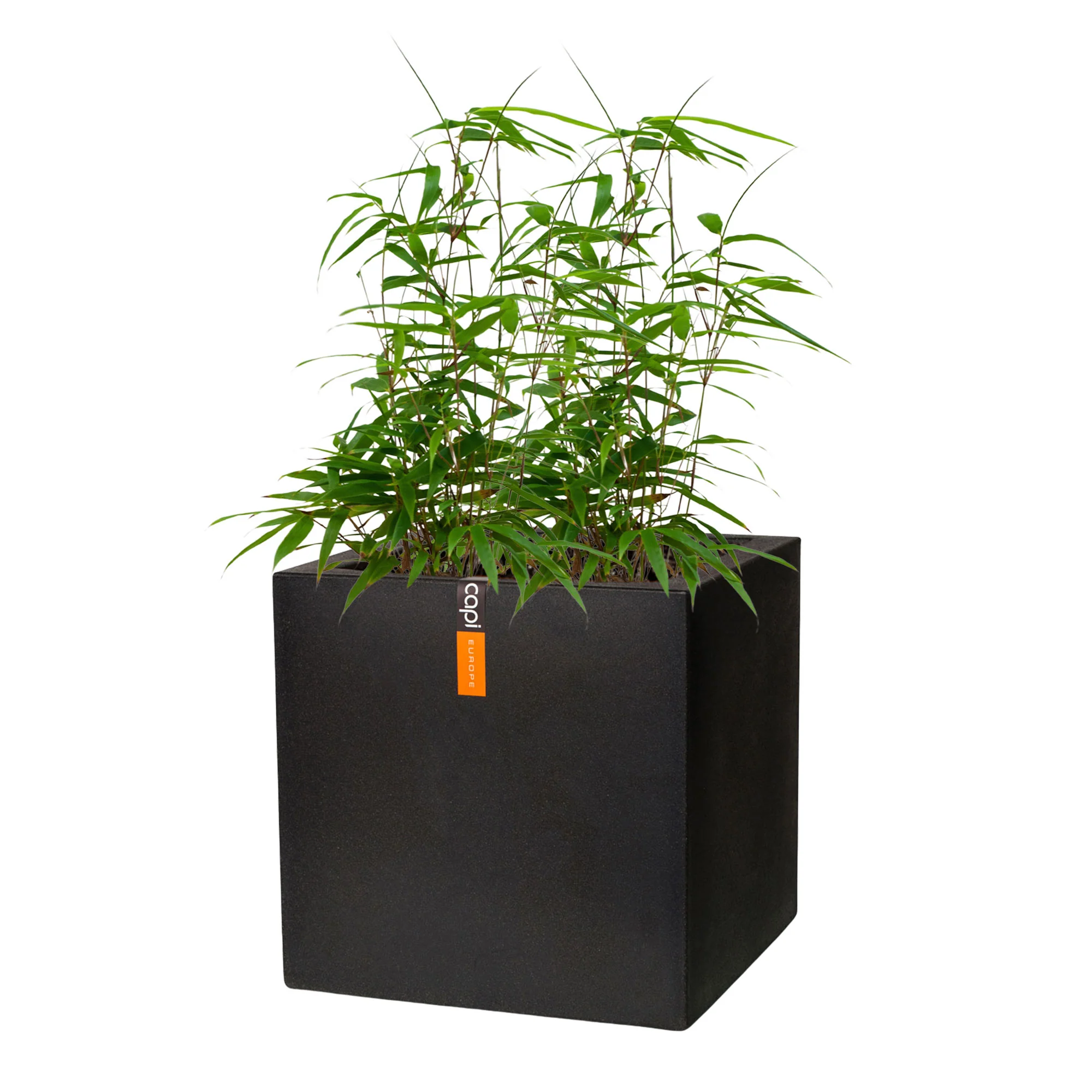 Bambou Fargesia rufa avec pot décoratif - Image 4