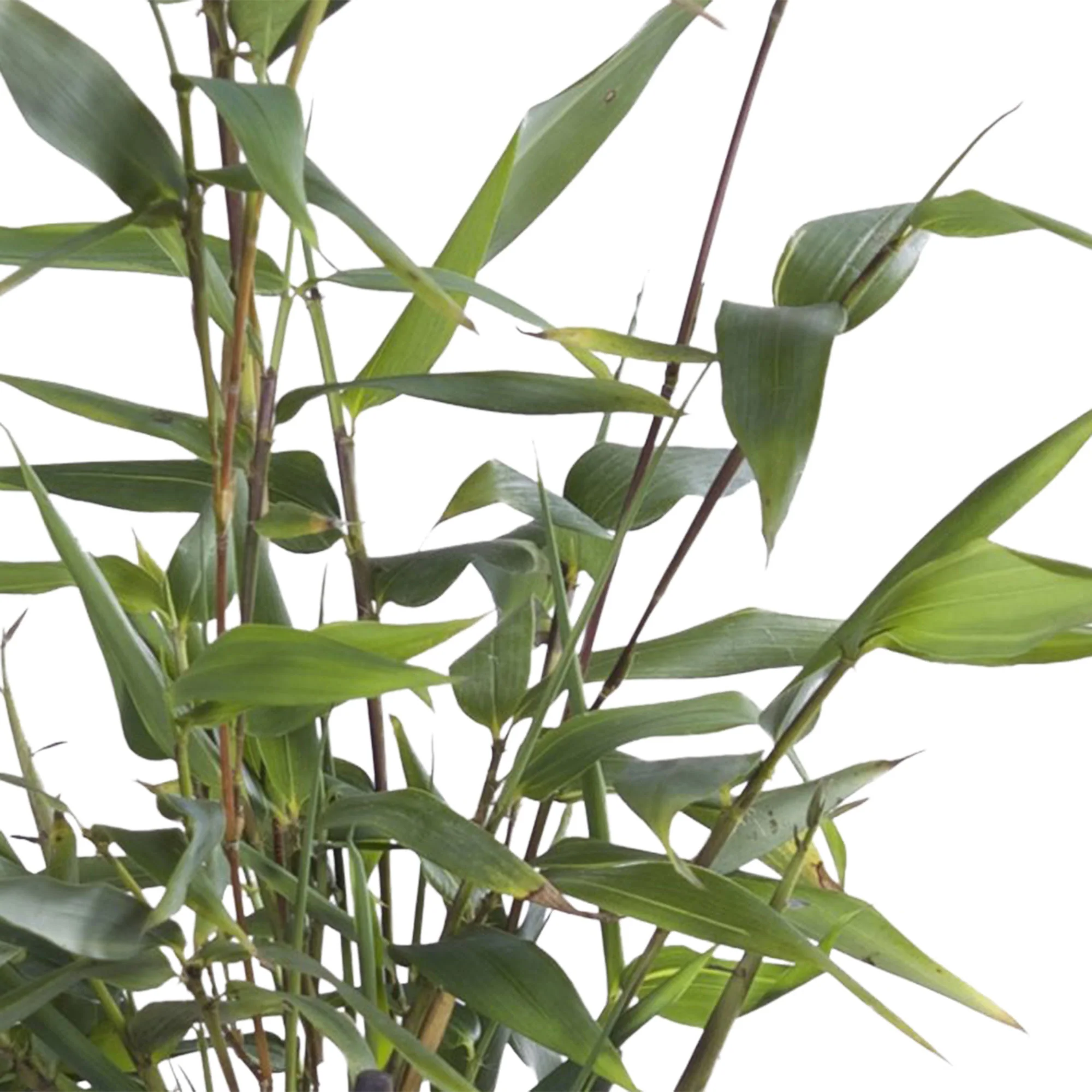 Bambou géant Phyllostachys 'Aureocaulis' jaune - Image 2