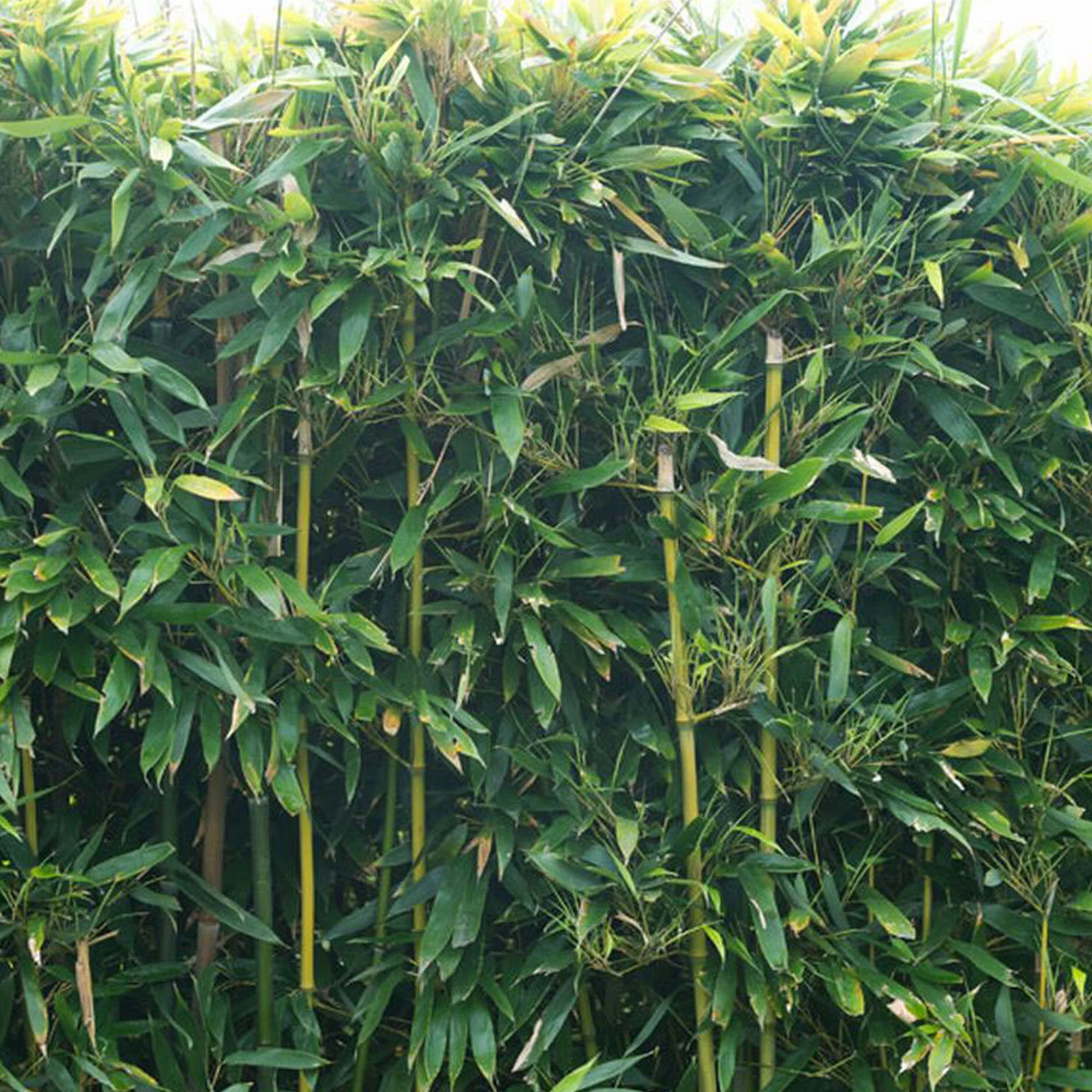 Bambou phyllostachys bissetii vert - Image 2