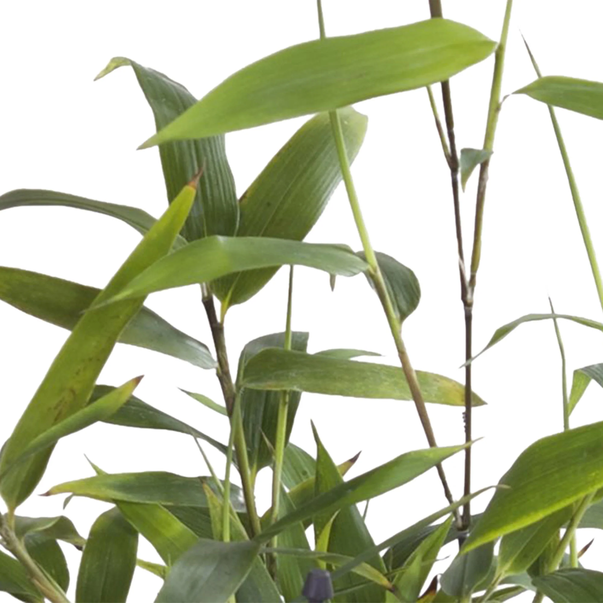 Bambou phyllostachys bissetii vert - Image 3
