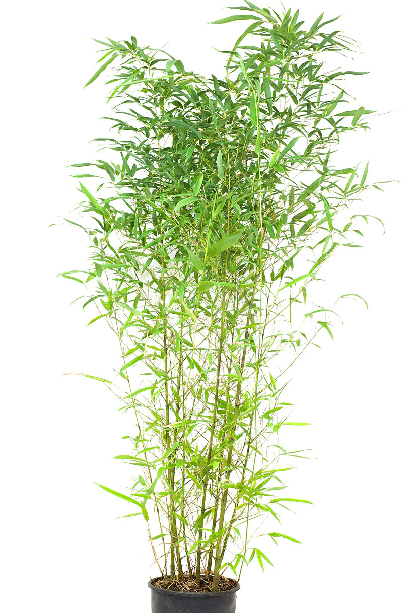 Bambou phyllostachys bissetii vert - Image 4