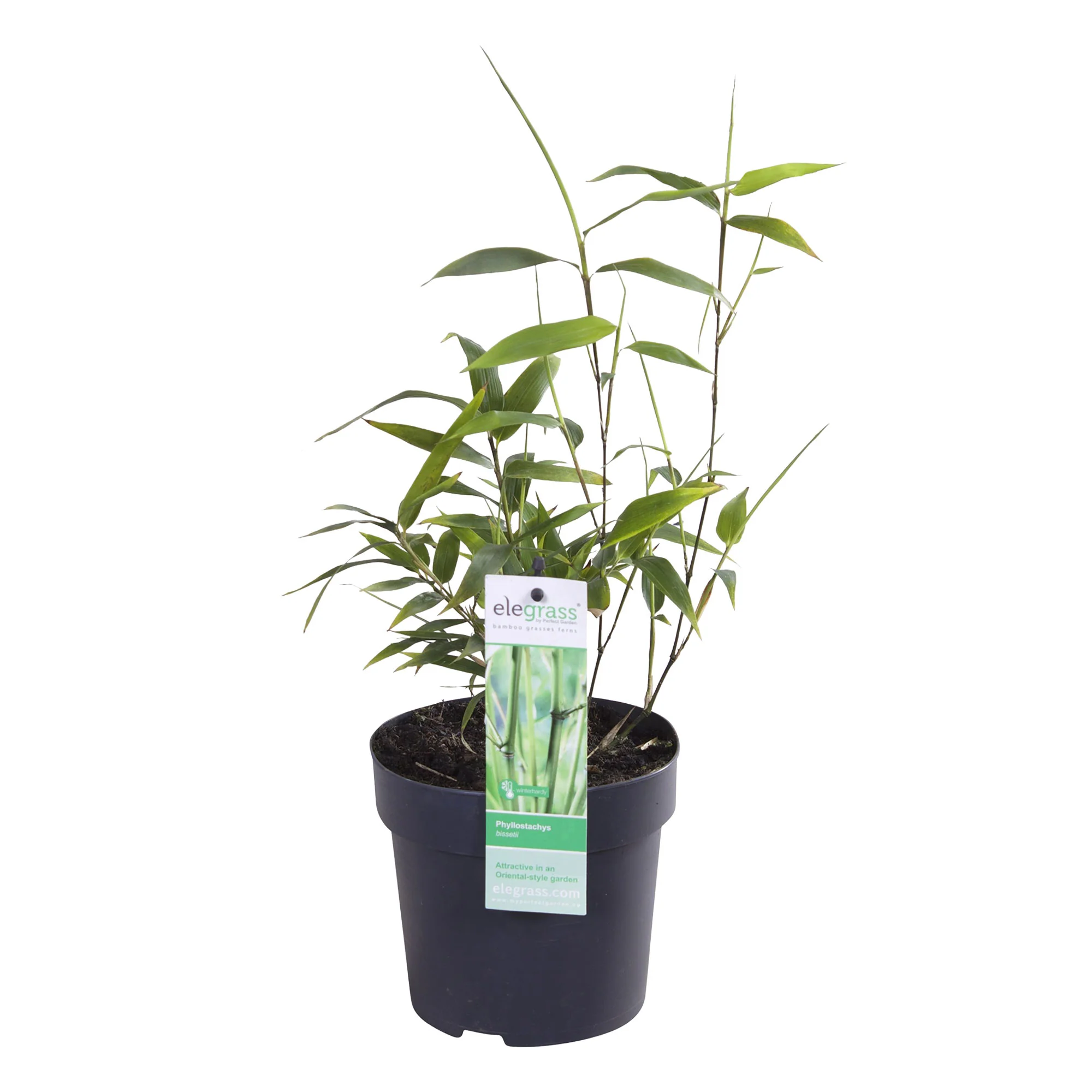 Bambou phyllostachys bissetii vert - Image 5