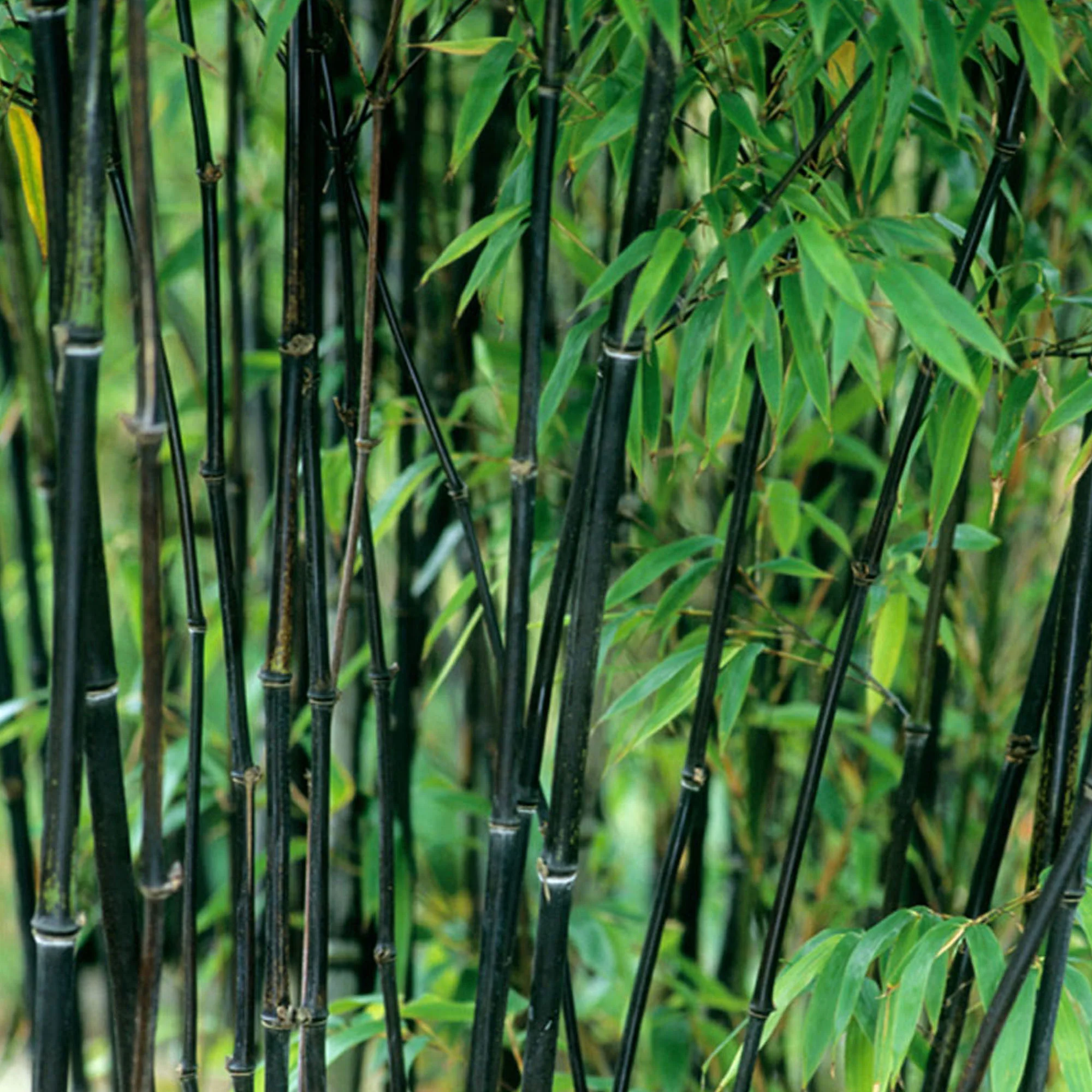 Bambou Phyllostachys noir - Image 2