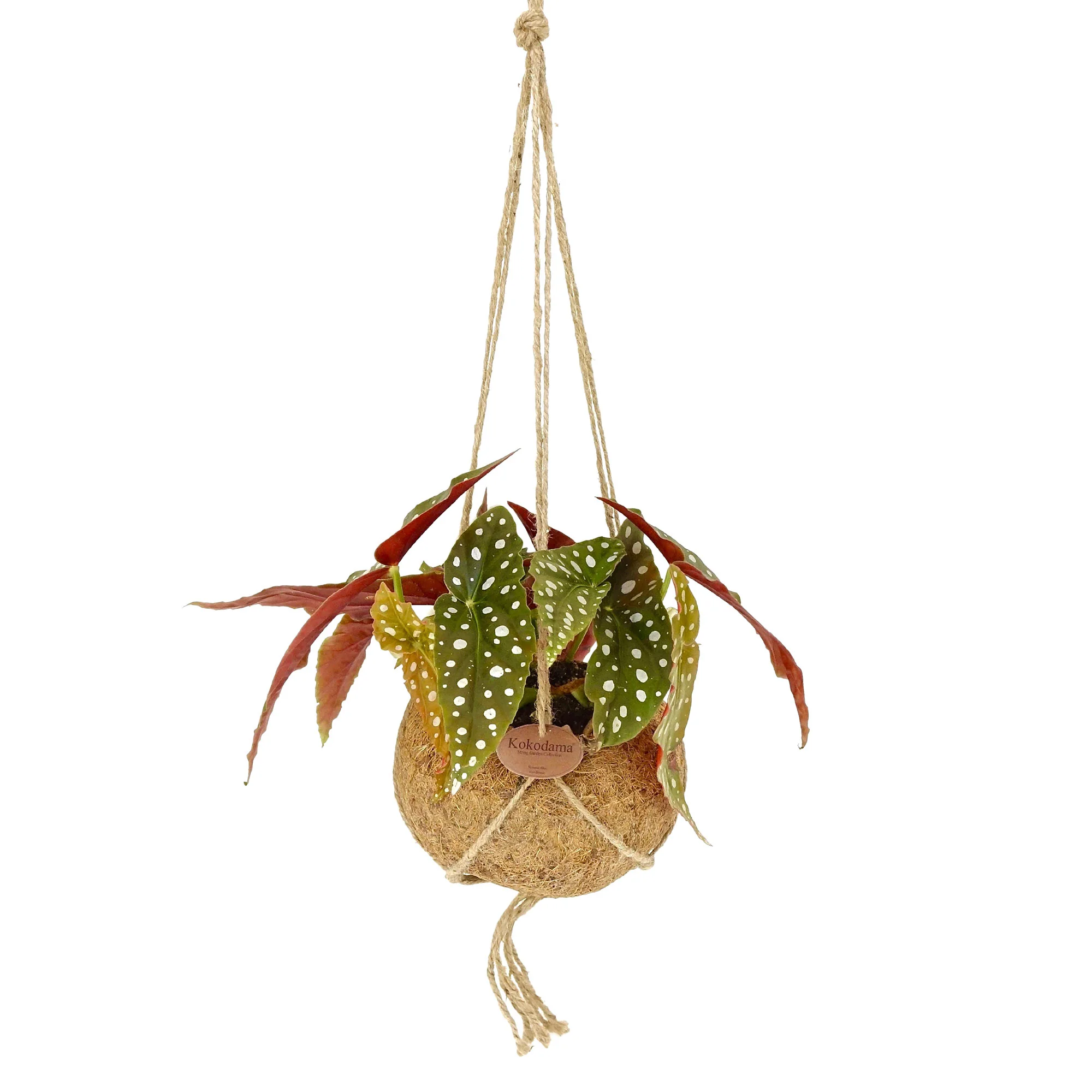 Bégonia à pois Begonia maculata avec Kokodama en fibres de noix de coco
