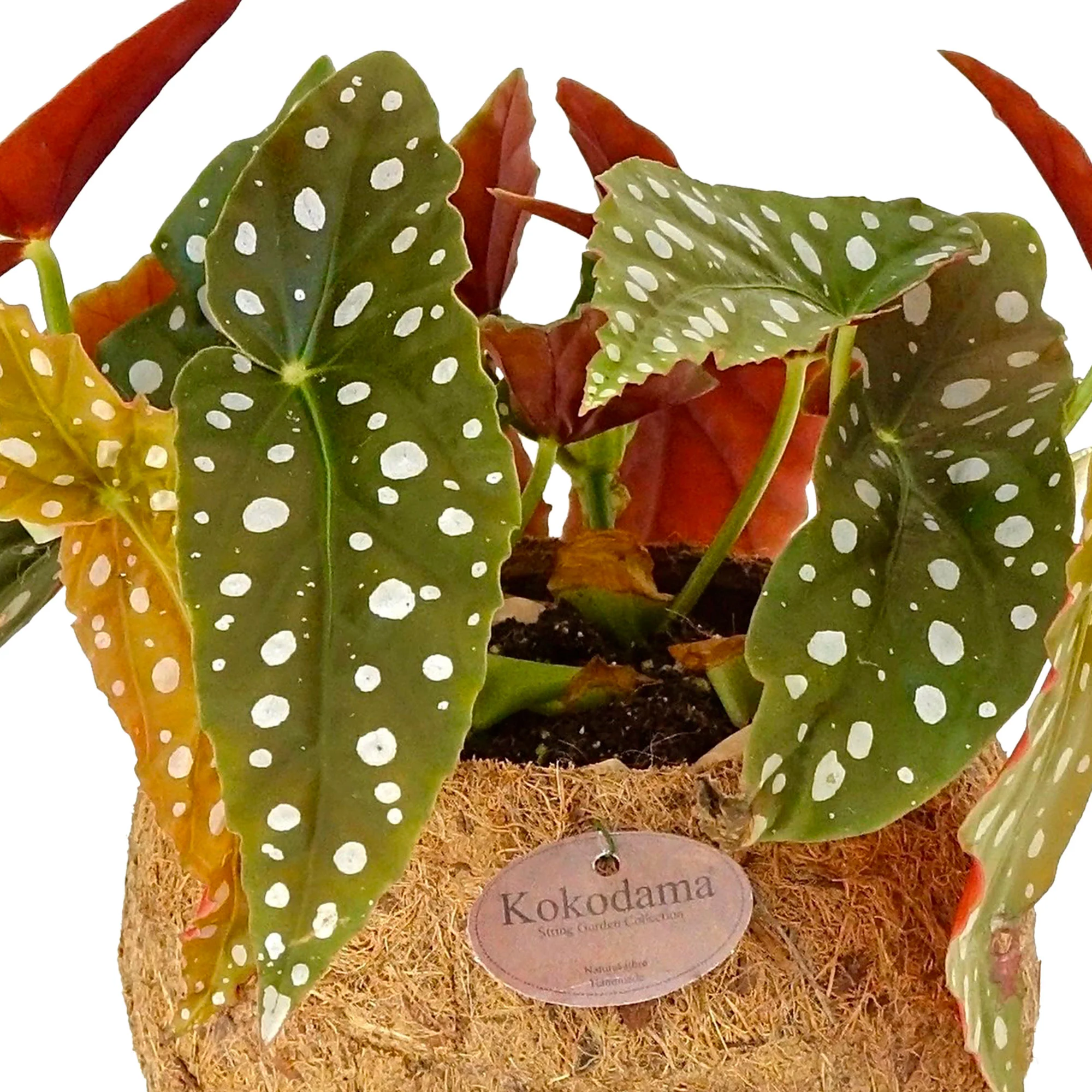 Bégonia à pois Begonia maculata avec Kokodama en fibres de noix de coco - Image 2