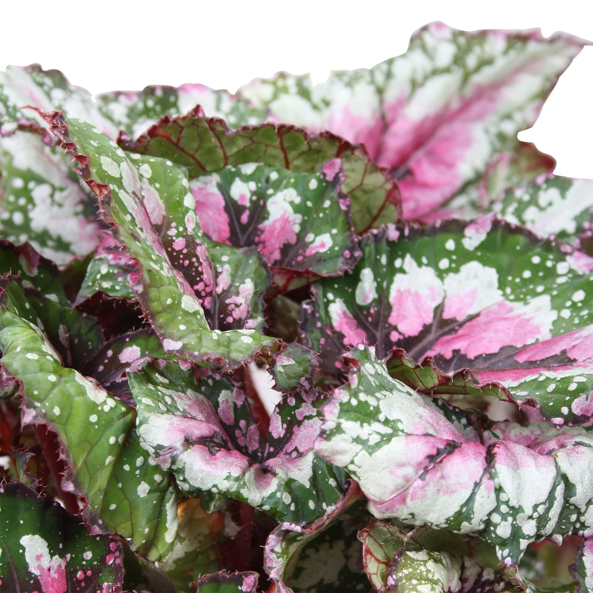 Bégonia Begonia 'Alaska Creek' - Image 2