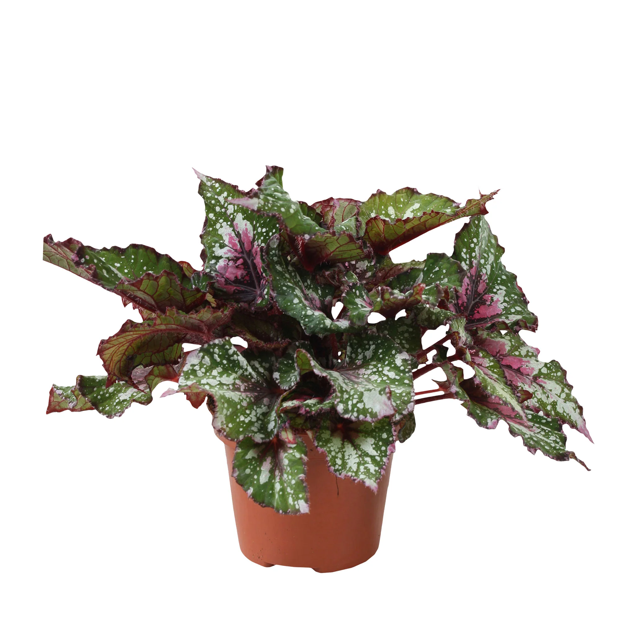 Bégonia Begonia 'Alaska Creek' - Image 3