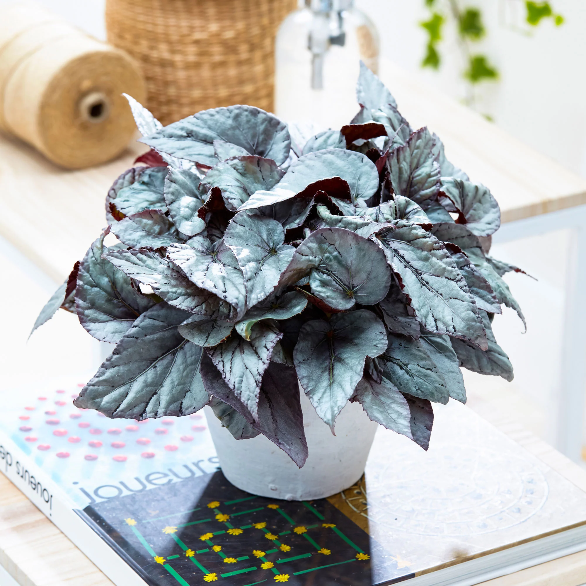 Bégonia Begonia 'Arctic Breeze'